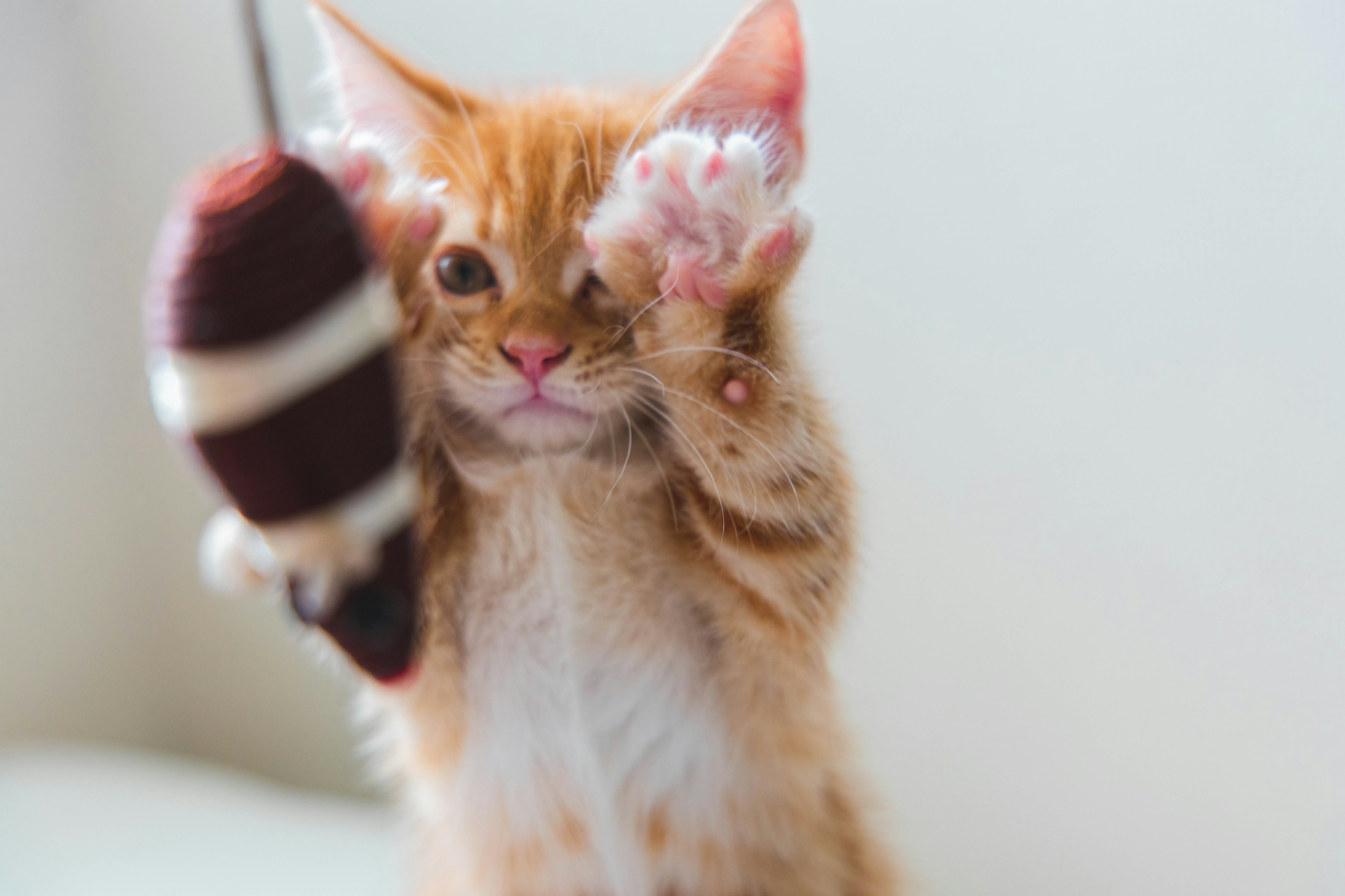 Un chaton orange jouant avec un jouet le tenant en l'air