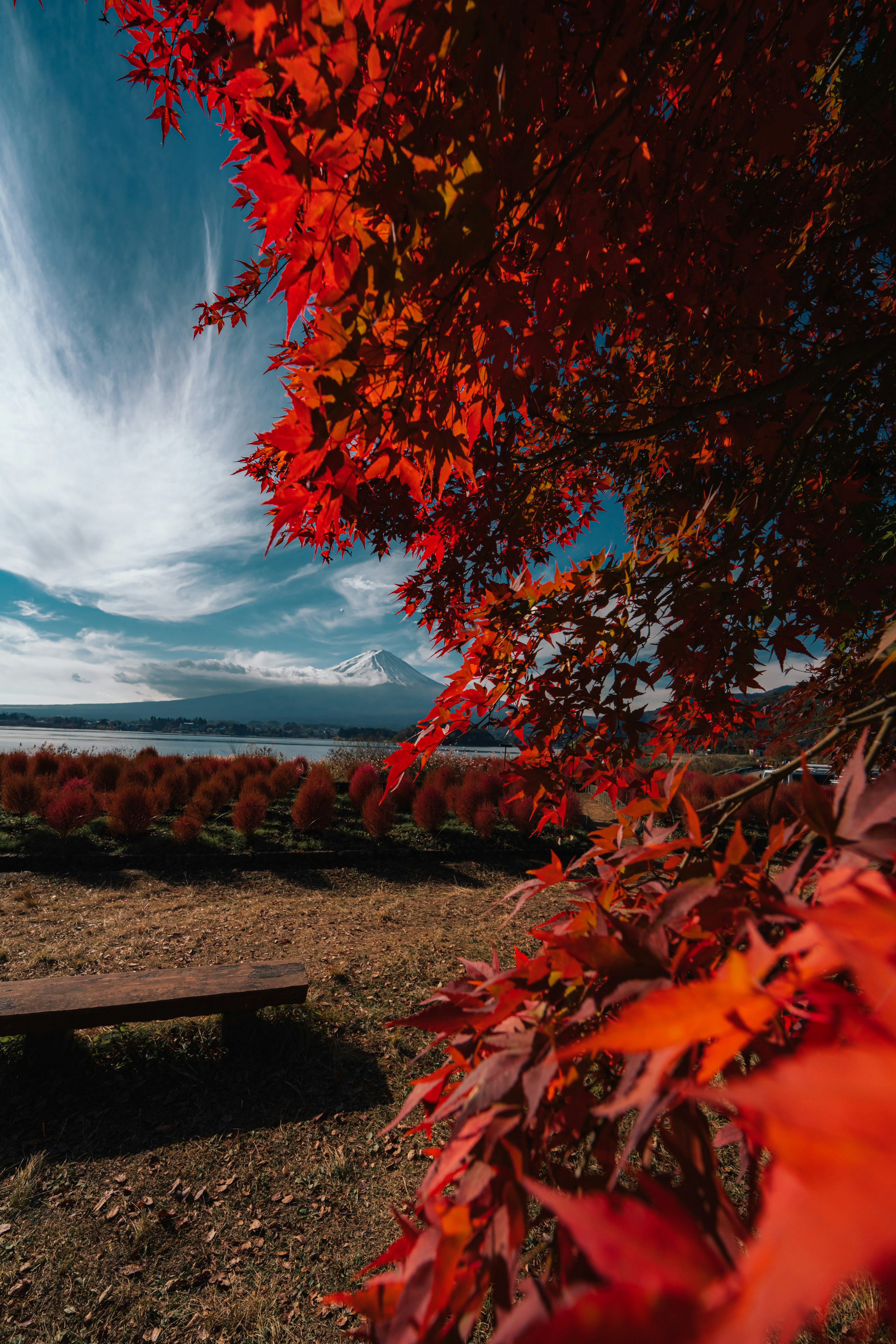 Vibrant autumn leaves framing a scenic landscape with blue sky