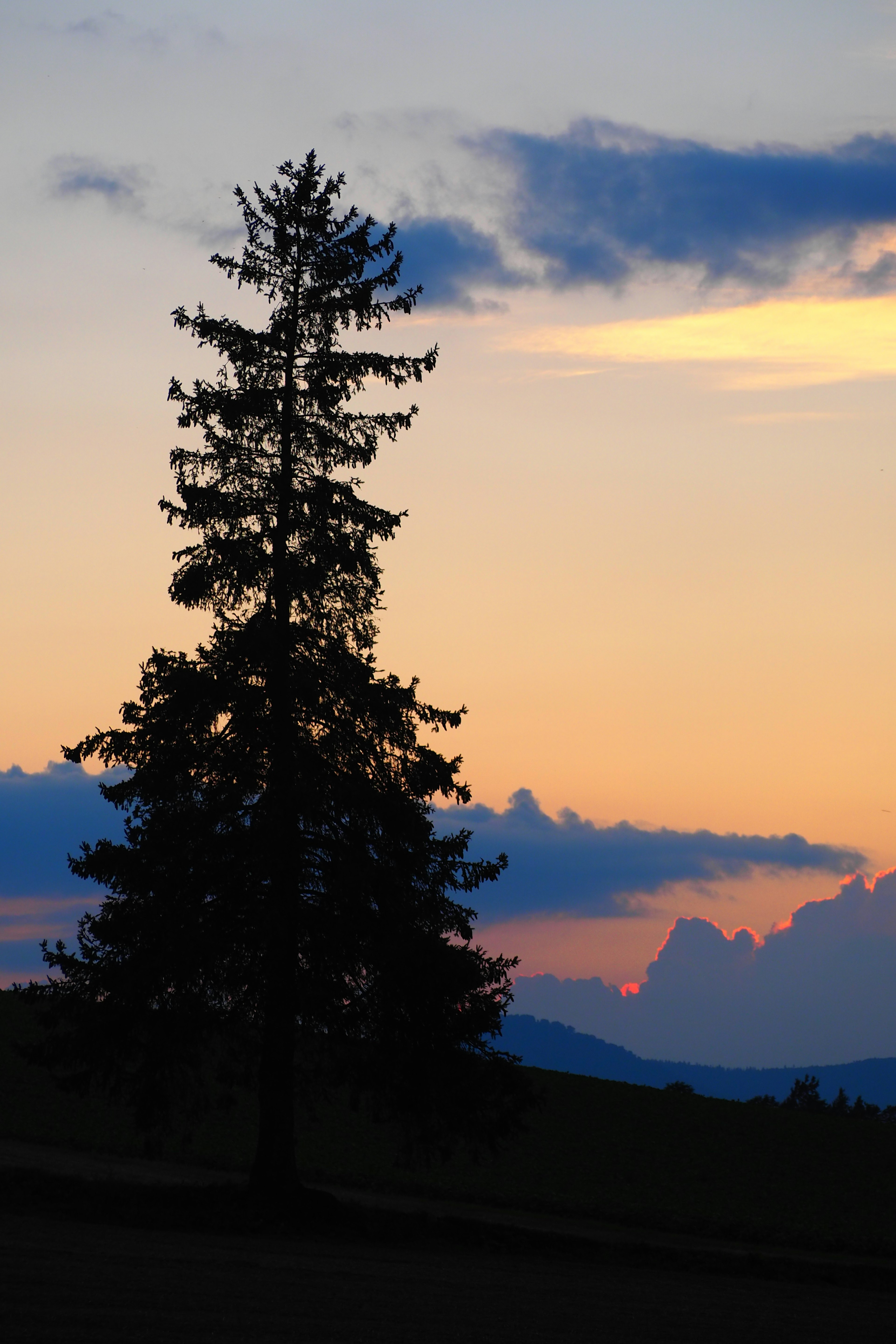 Silhouette of a spruce tree against a sunset sky