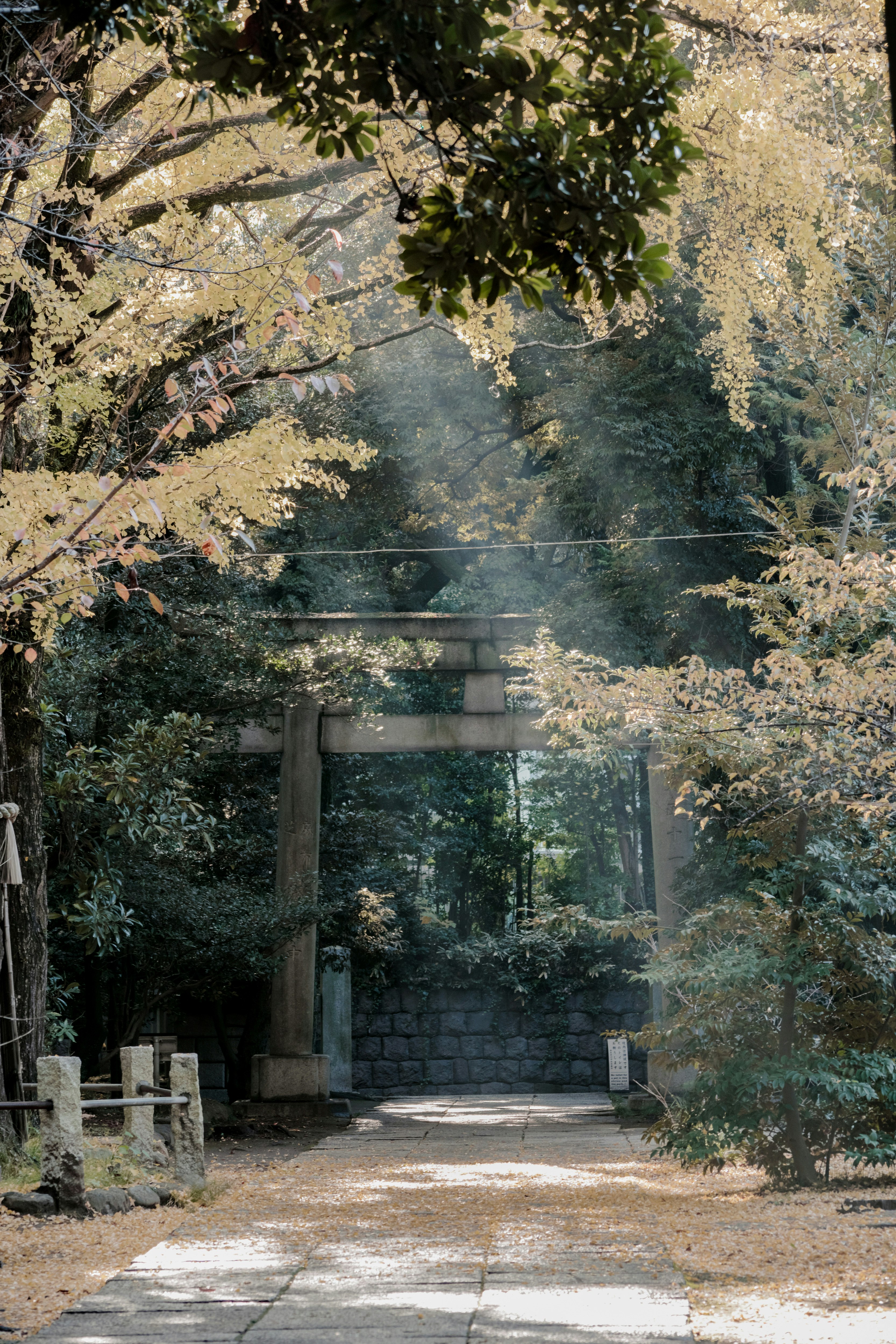 A serene path surrounded by trees leading to a torii gate