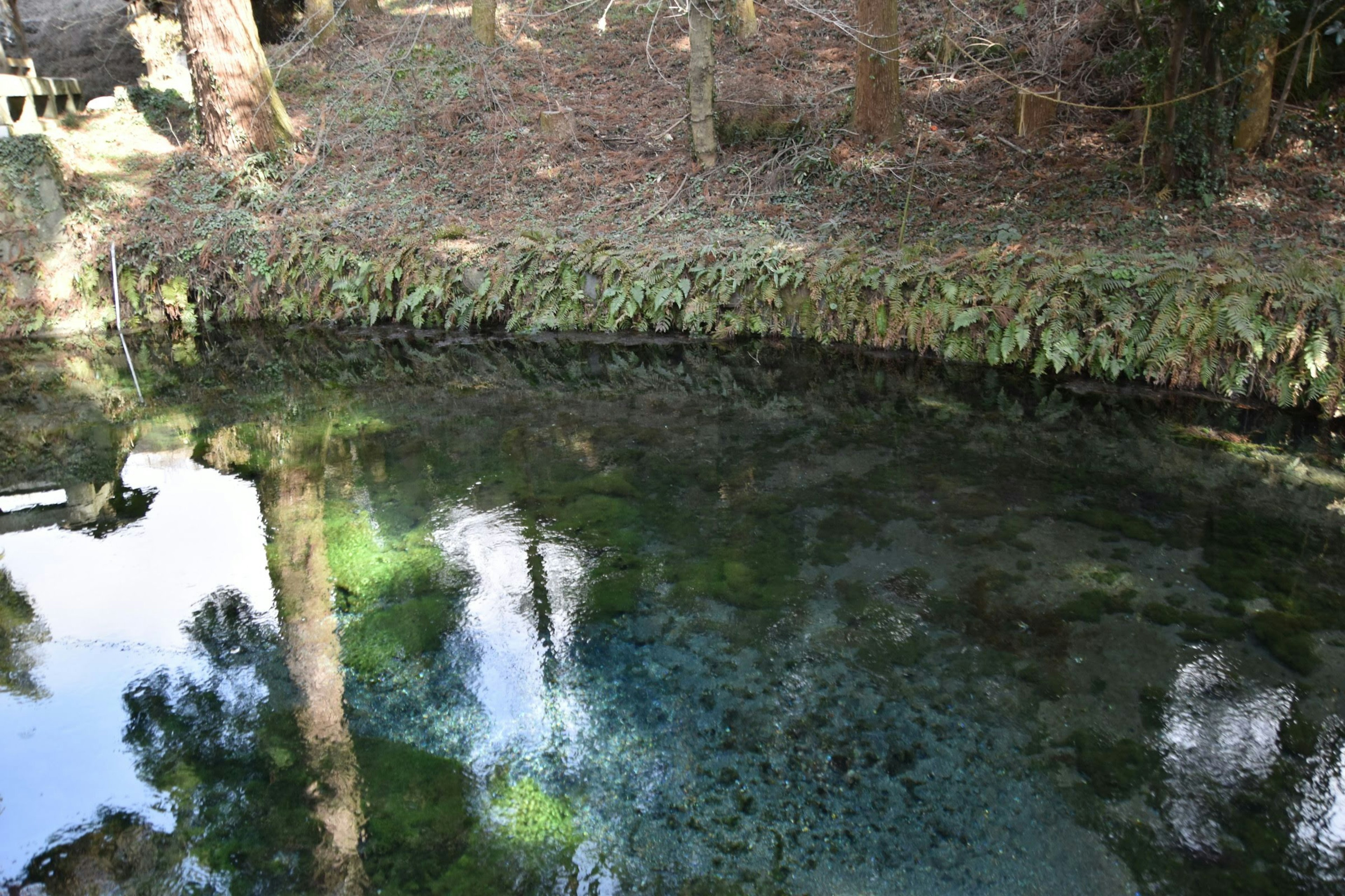 Calm pond with reflections of trees and green plants