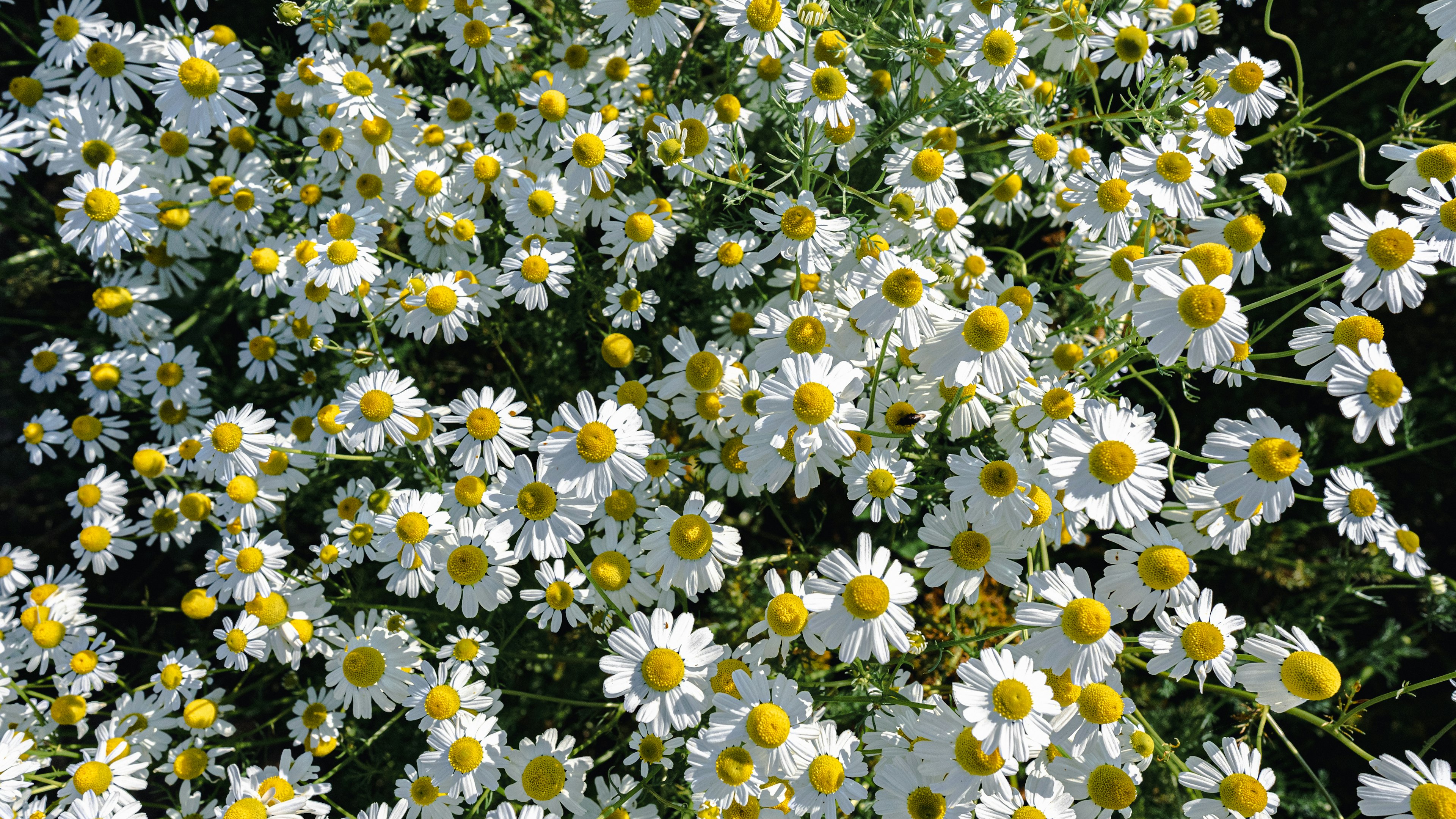 白い花びらと黄色い中心の花が咲くダイジーの群れ