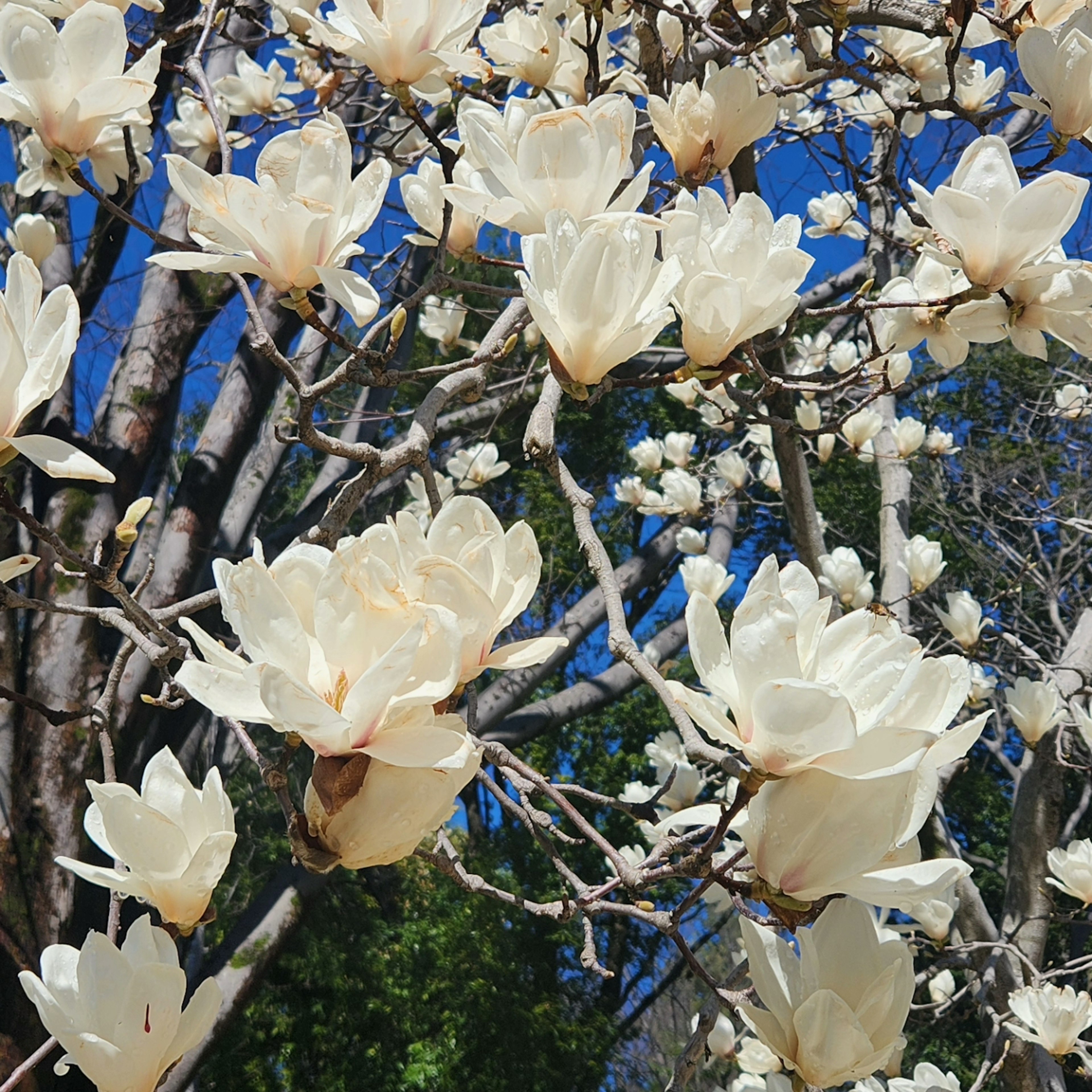 Primer plano de flores de magnolia blancas floreciendo en un árbol con cielo azul de fondo