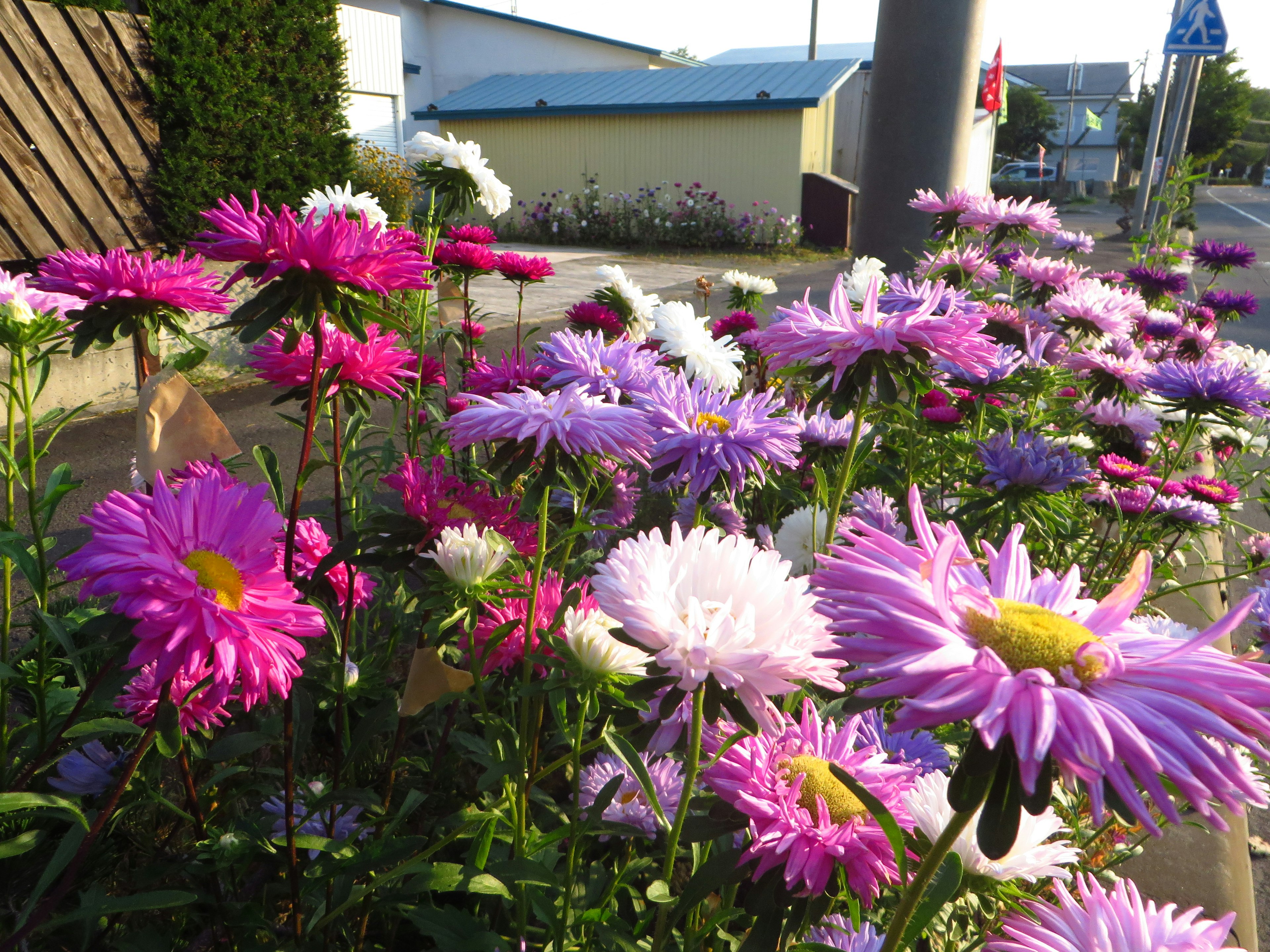 色とりどりの花が咲く道端の風景