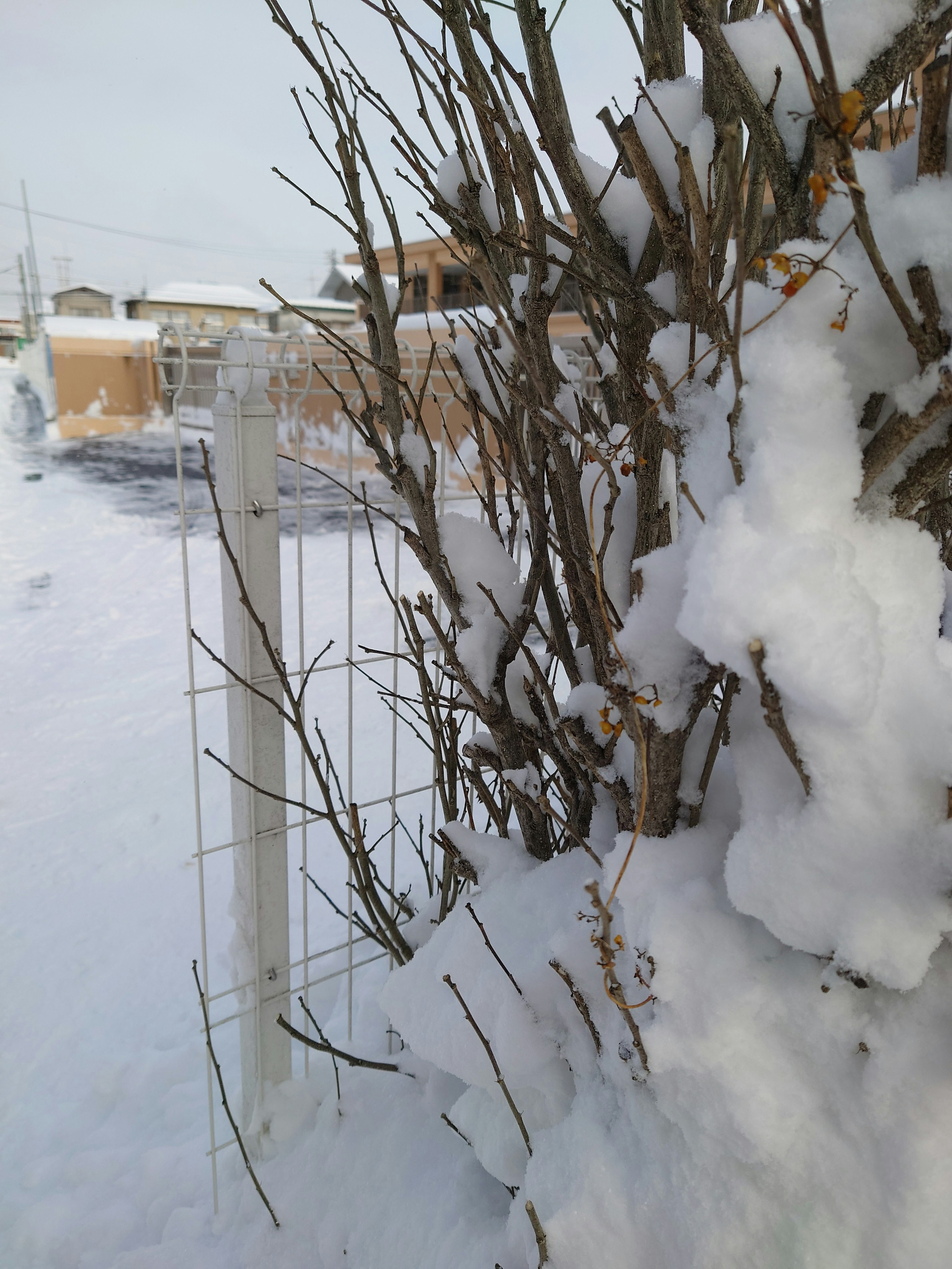 Snow-covered branches near a fence