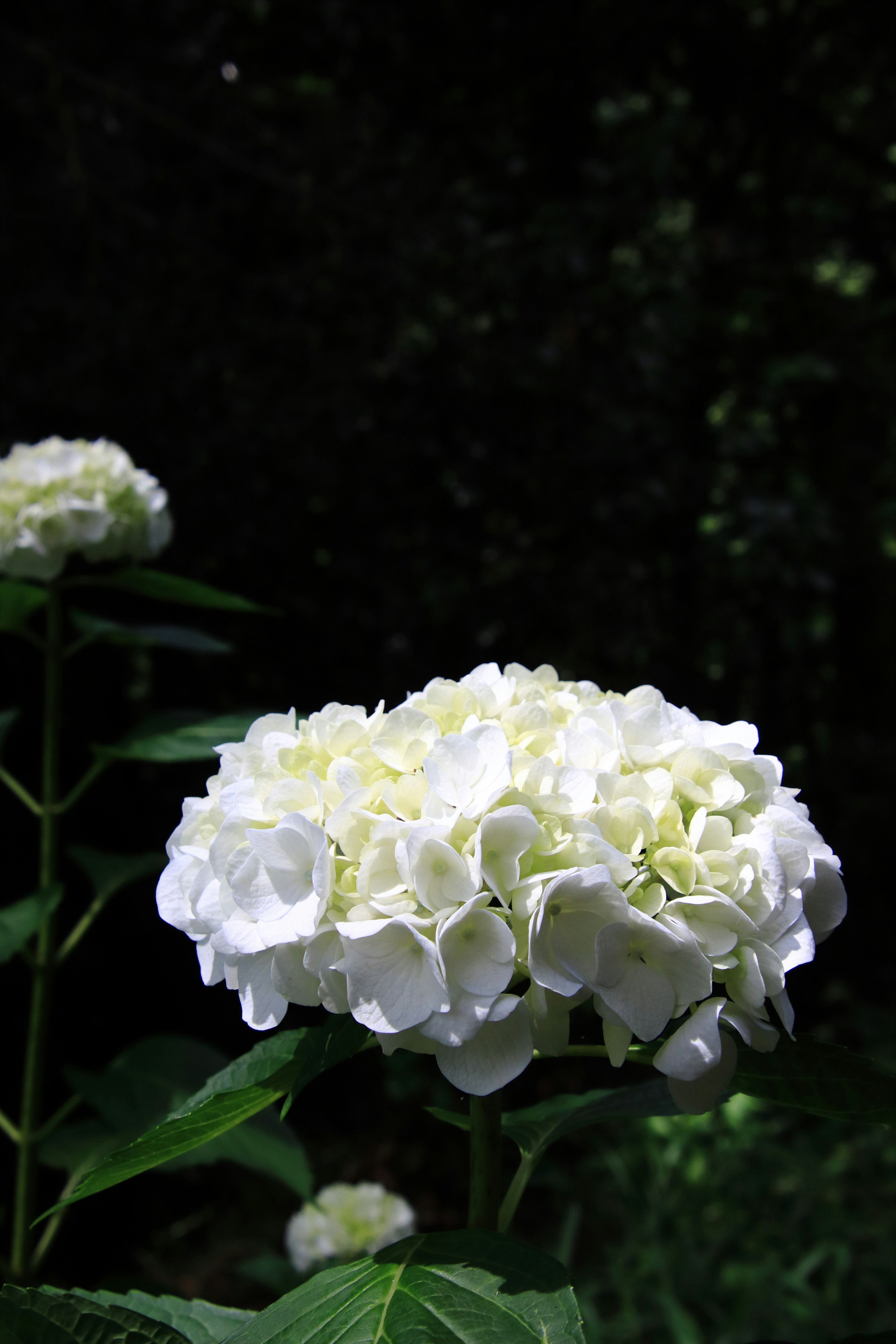 Eine weiße Hortensienblüte hebt sich vor einem dunklen Hintergrund ab