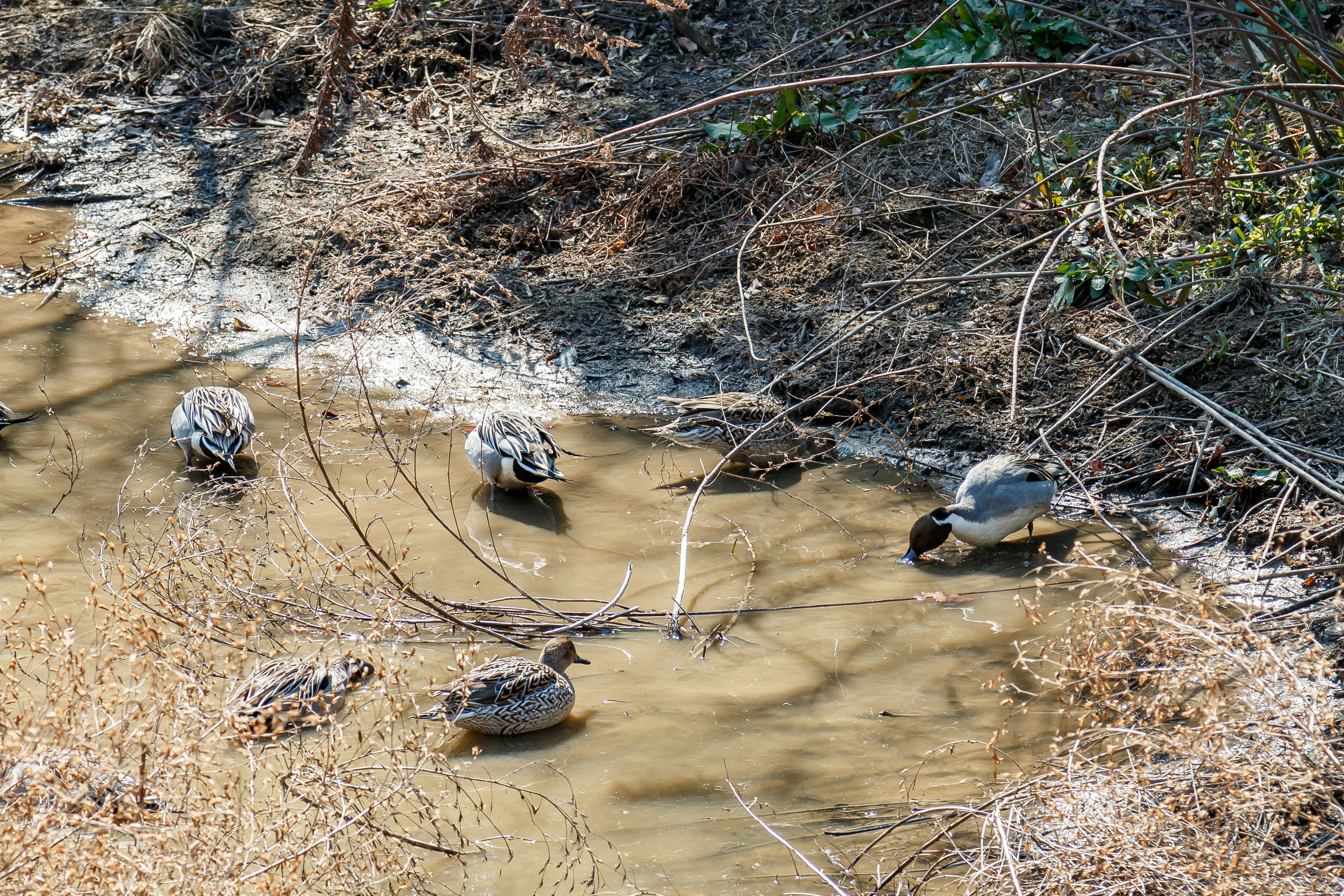 Una escena que muestra varias tortugas cerca de un borde de agua tranquilo