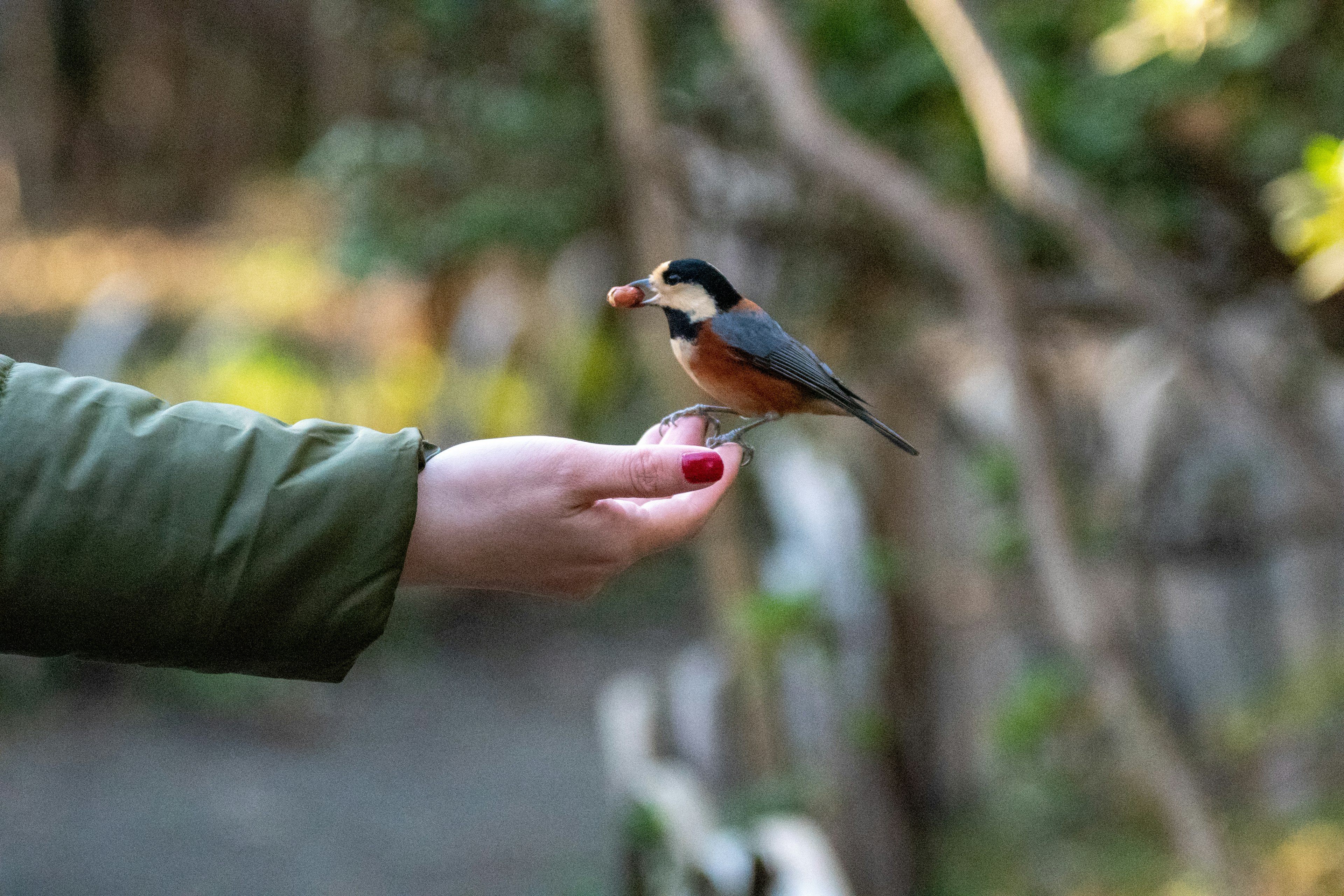 Un piccolo uccello posato sulla mano di una persona con uno sfondo verde