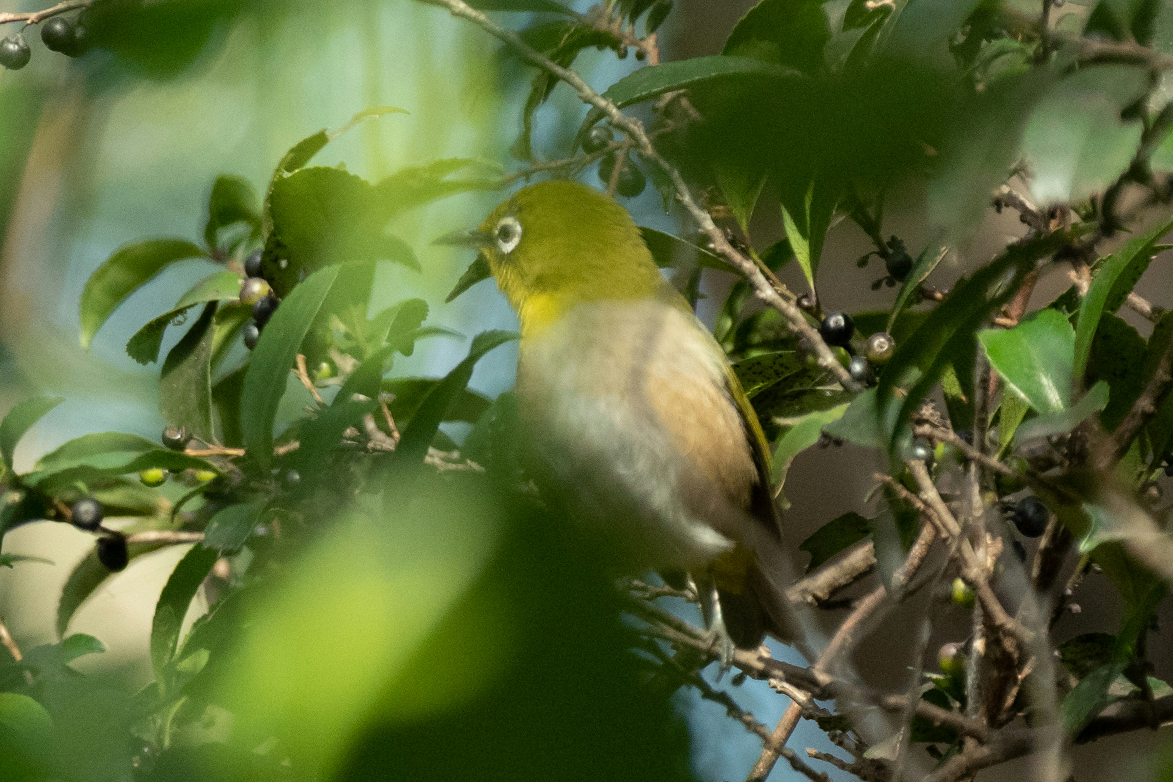 Bild eines kleinen Vogels, der sich zwischen grünen Blättern versteckt