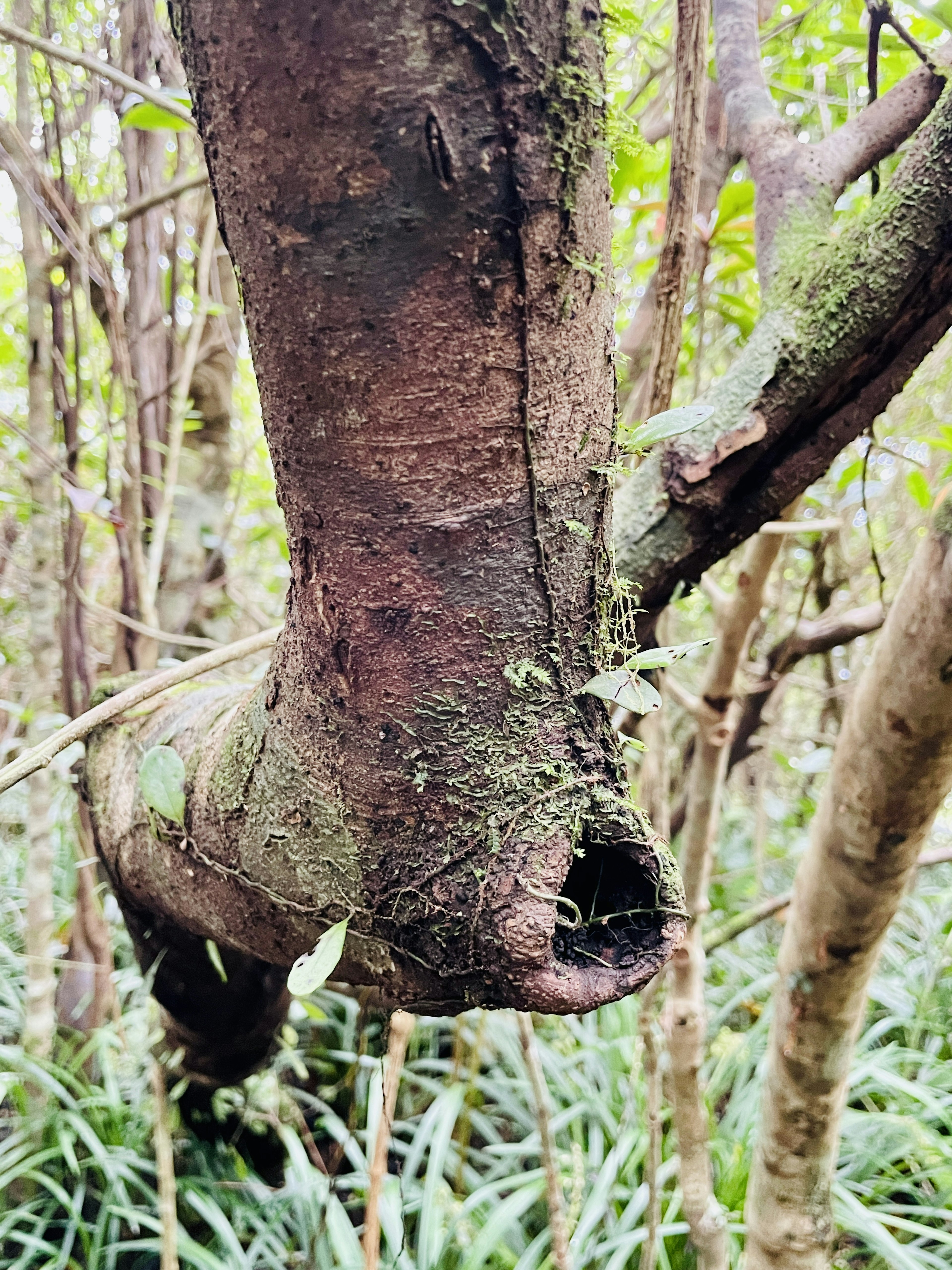 Nahaufnahme eines Baumastes mit Moos in einem üppigen Wald