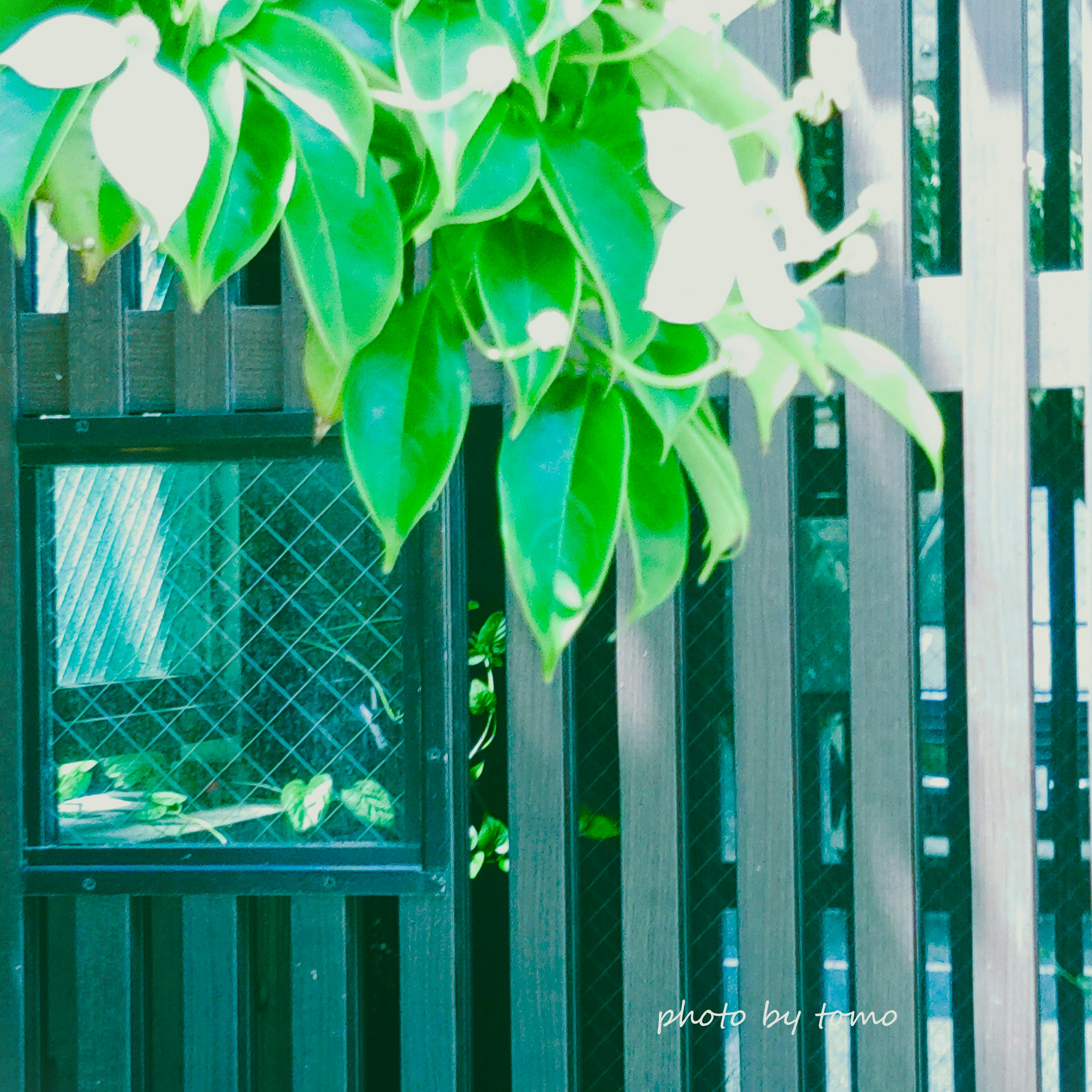 Wooden fence with green leaves and a window section