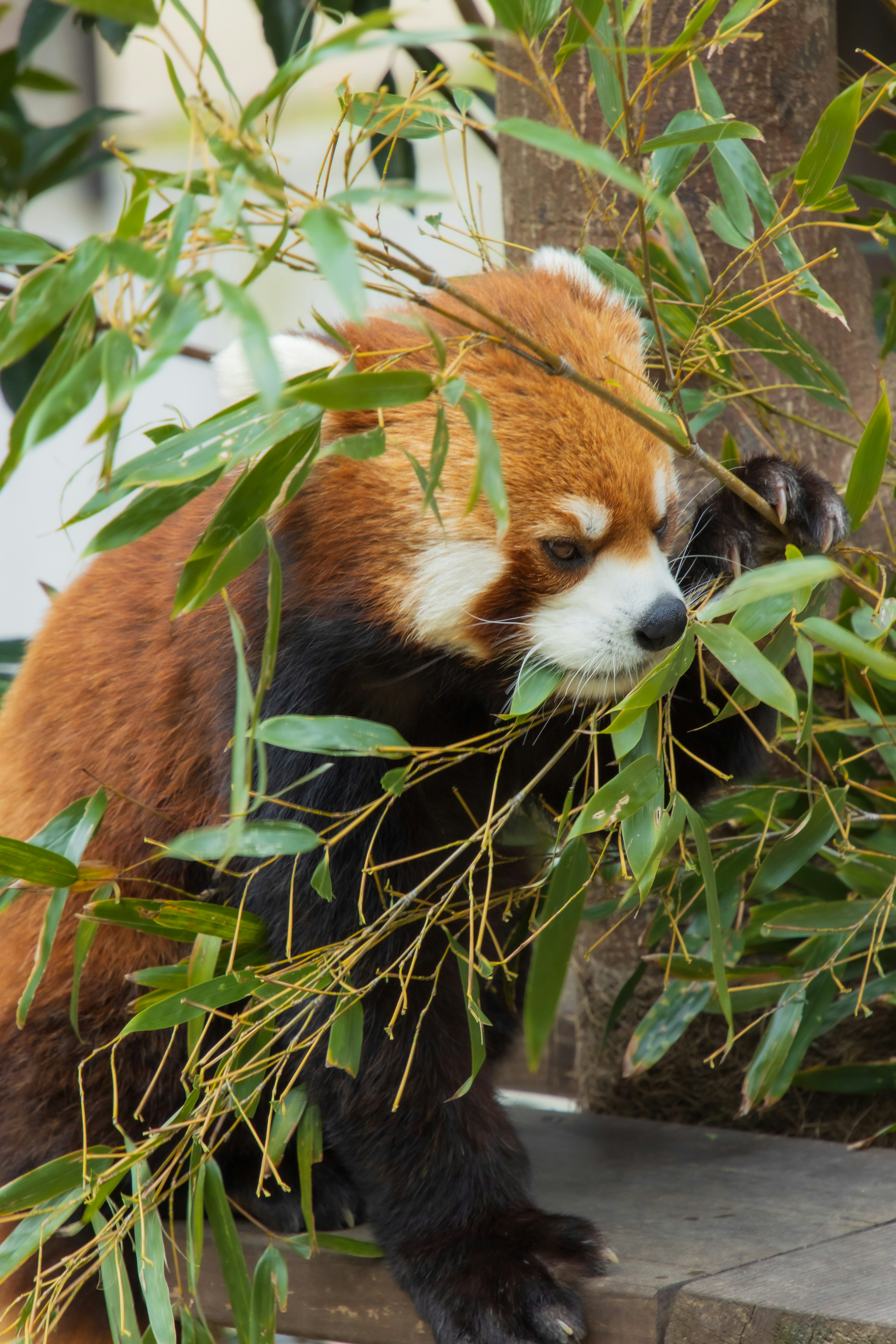 Panda roux regardant à travers des feuilles de bambou