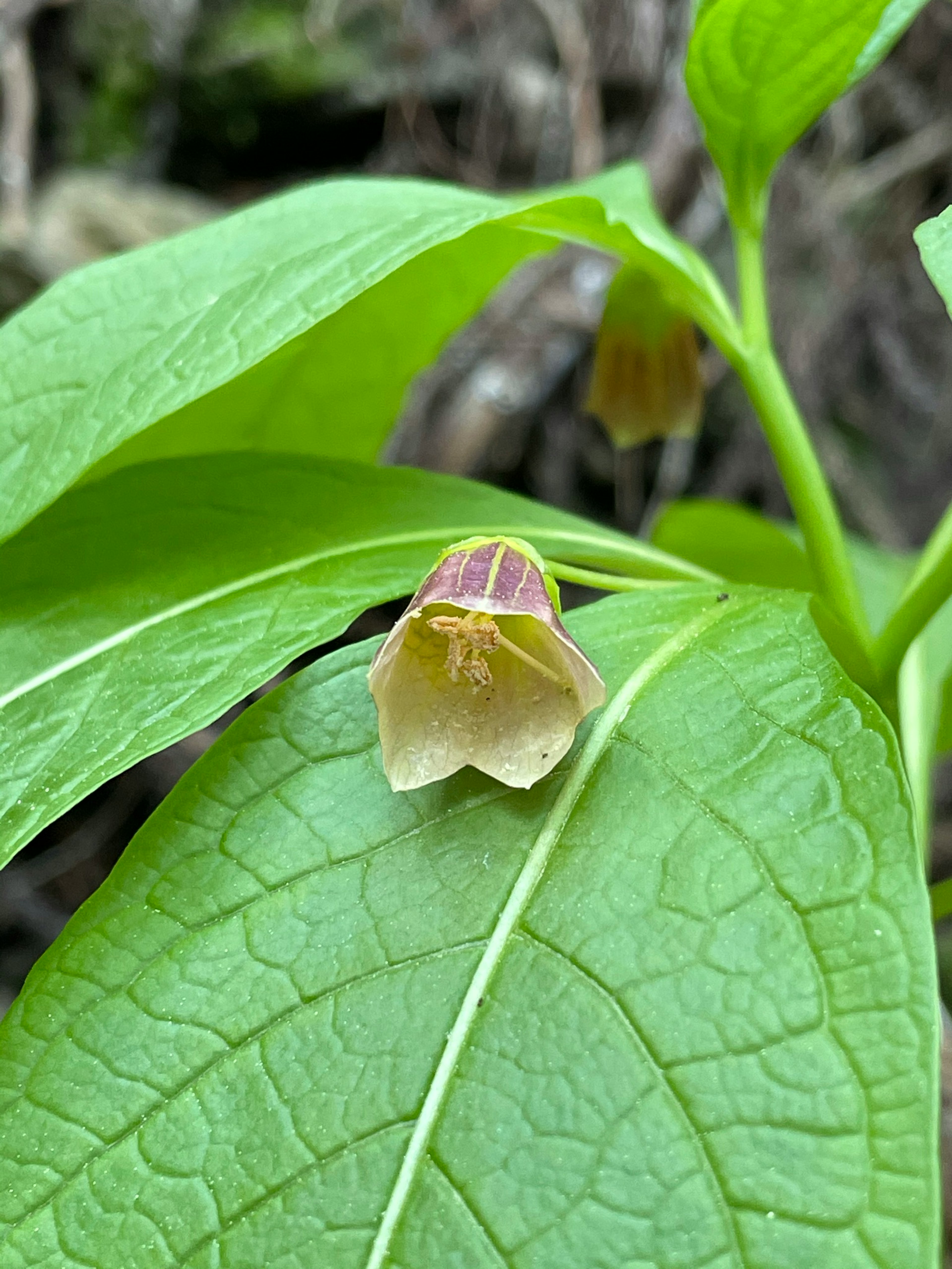 鮮やかな緑の葉の上に咲く独特な花、淡いクリーム色の花びらと紫の縁取り