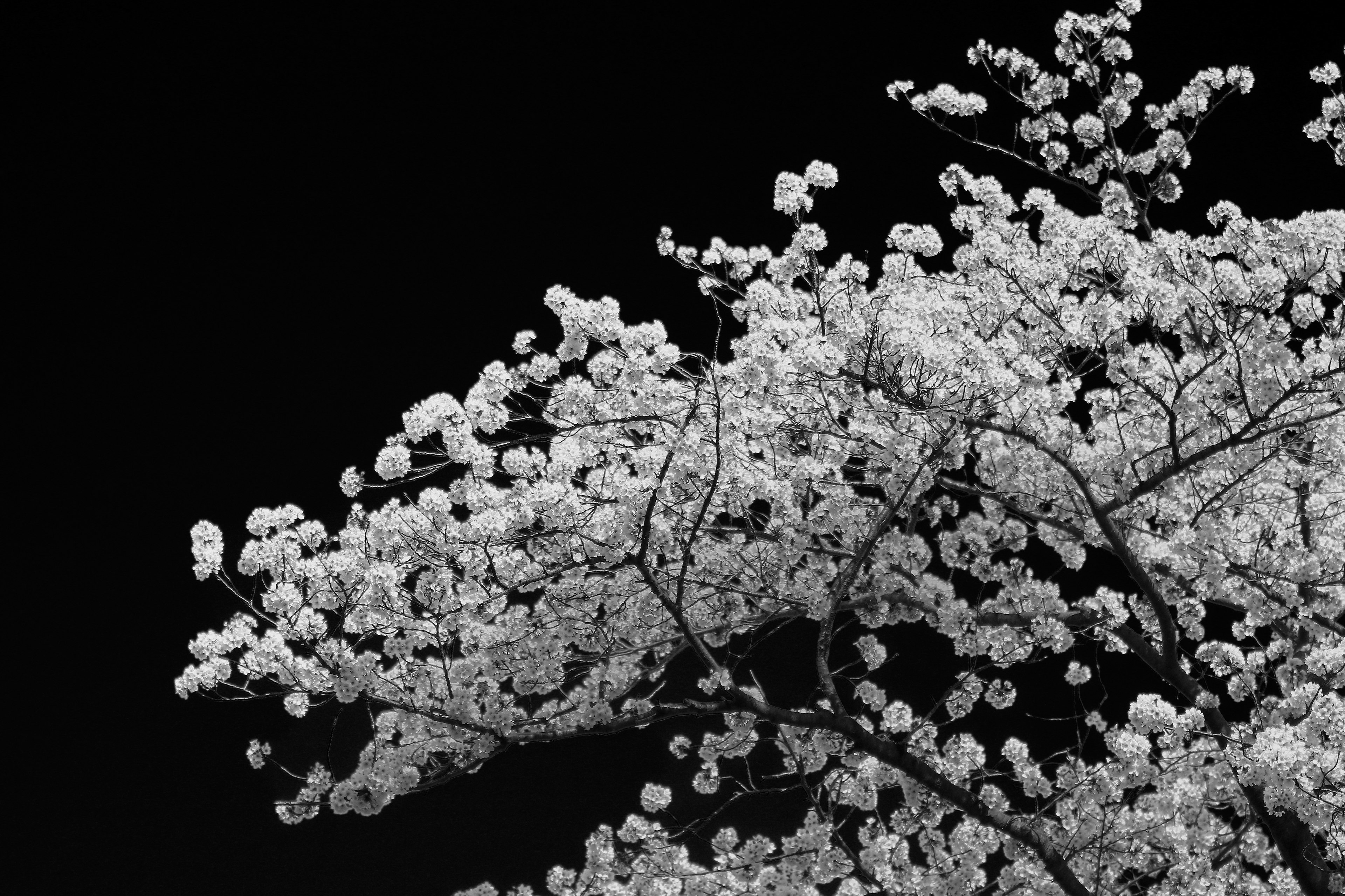 白い花が咲いた桜の木の枝が黒い背景に映える