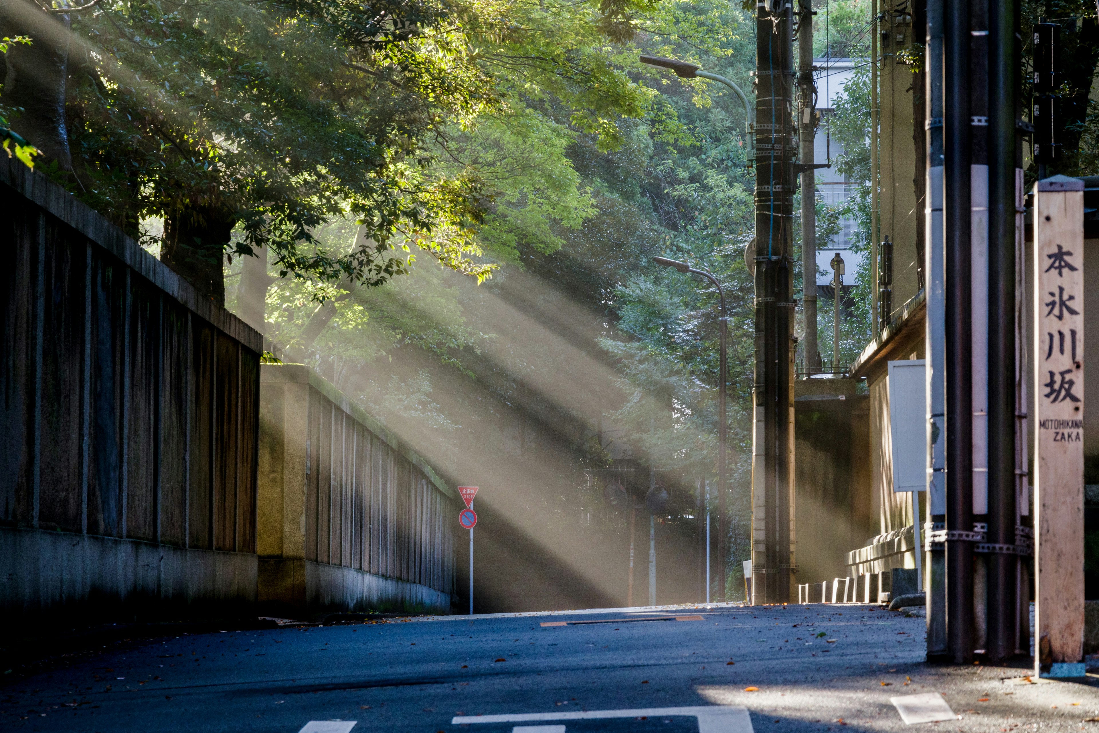 Rue tranquille avec la lumière du soleil filtrant à travers les arbres verts