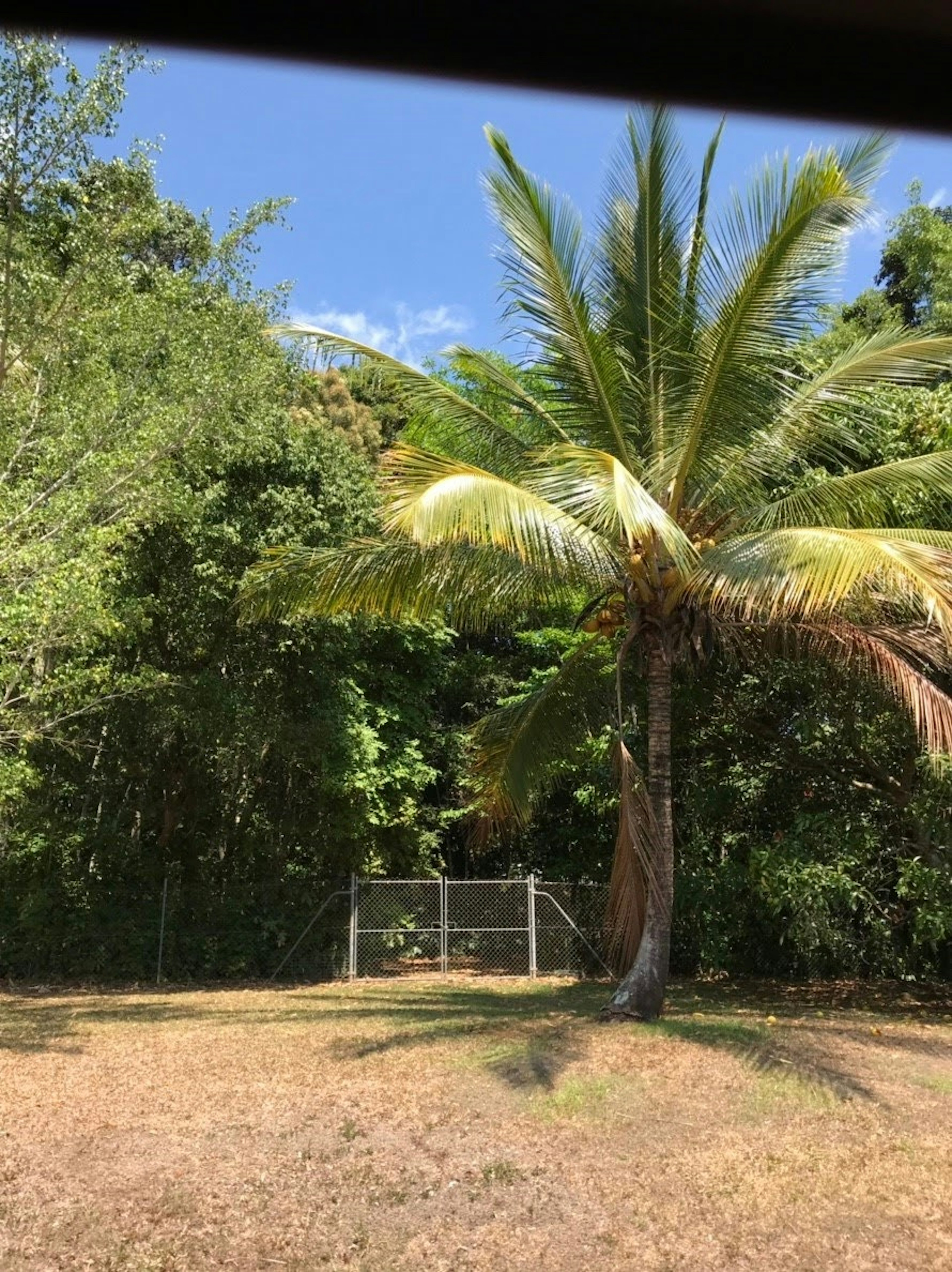 郁郁蔥蔥的花園景觀，帶有棕櫚樹和圍欄