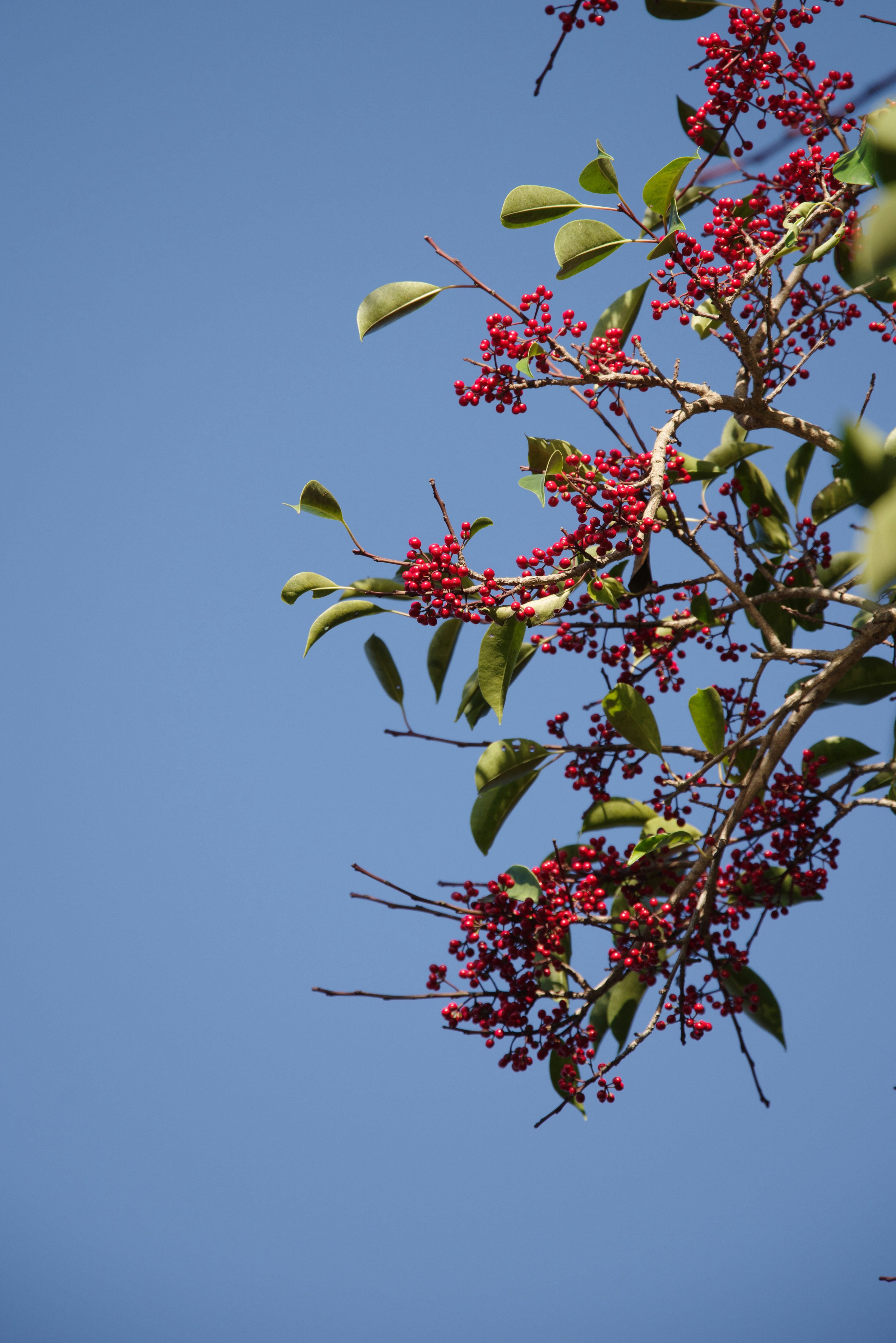 Cabang pohon dengan beri merah dan daun hijau di langit biru