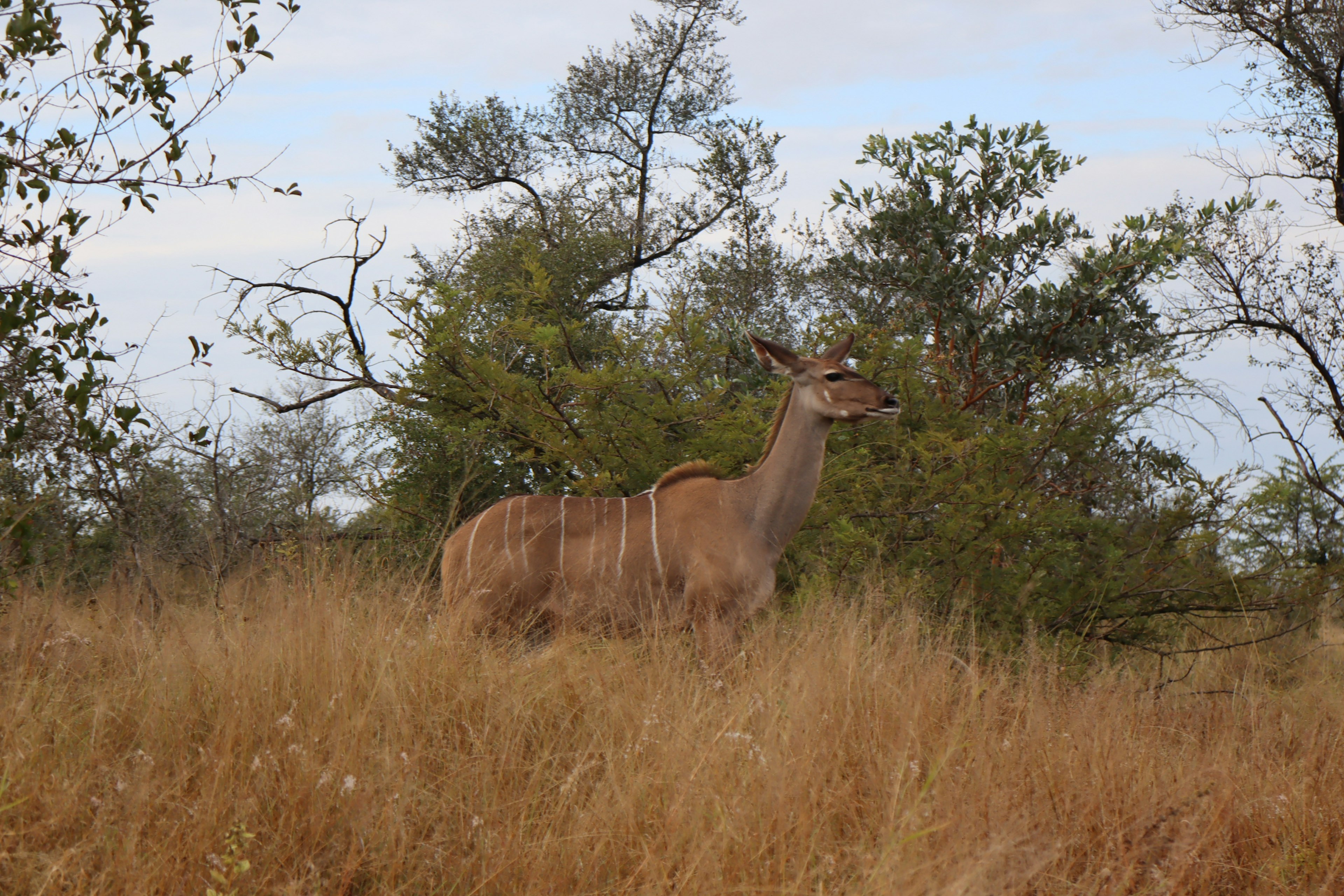 Side profile of a large antelope standing in a grassland surrounded by green trees and dry grass