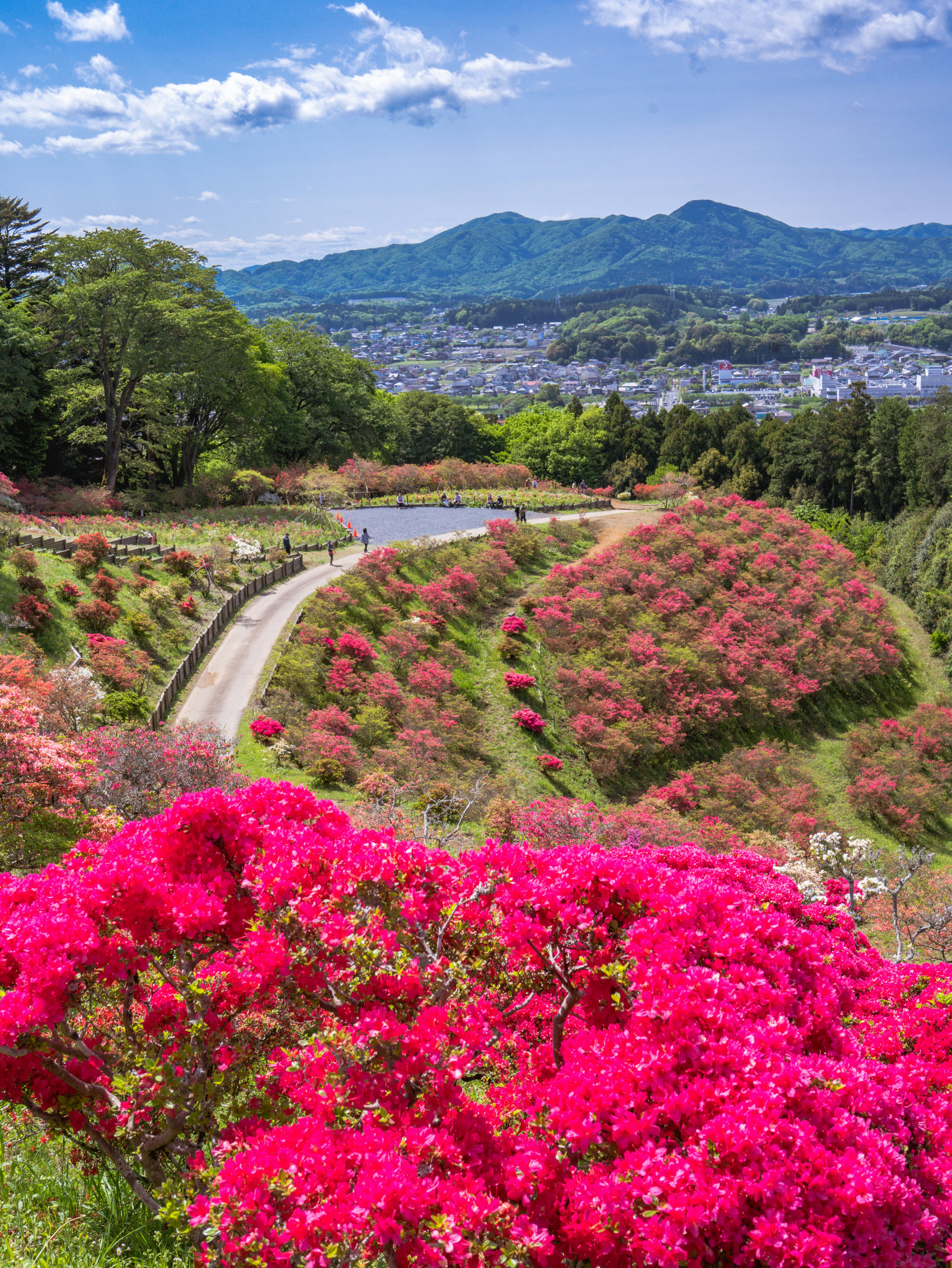 A landscape photo featuring vibrant pink azaleas with green trees and mountains in the background