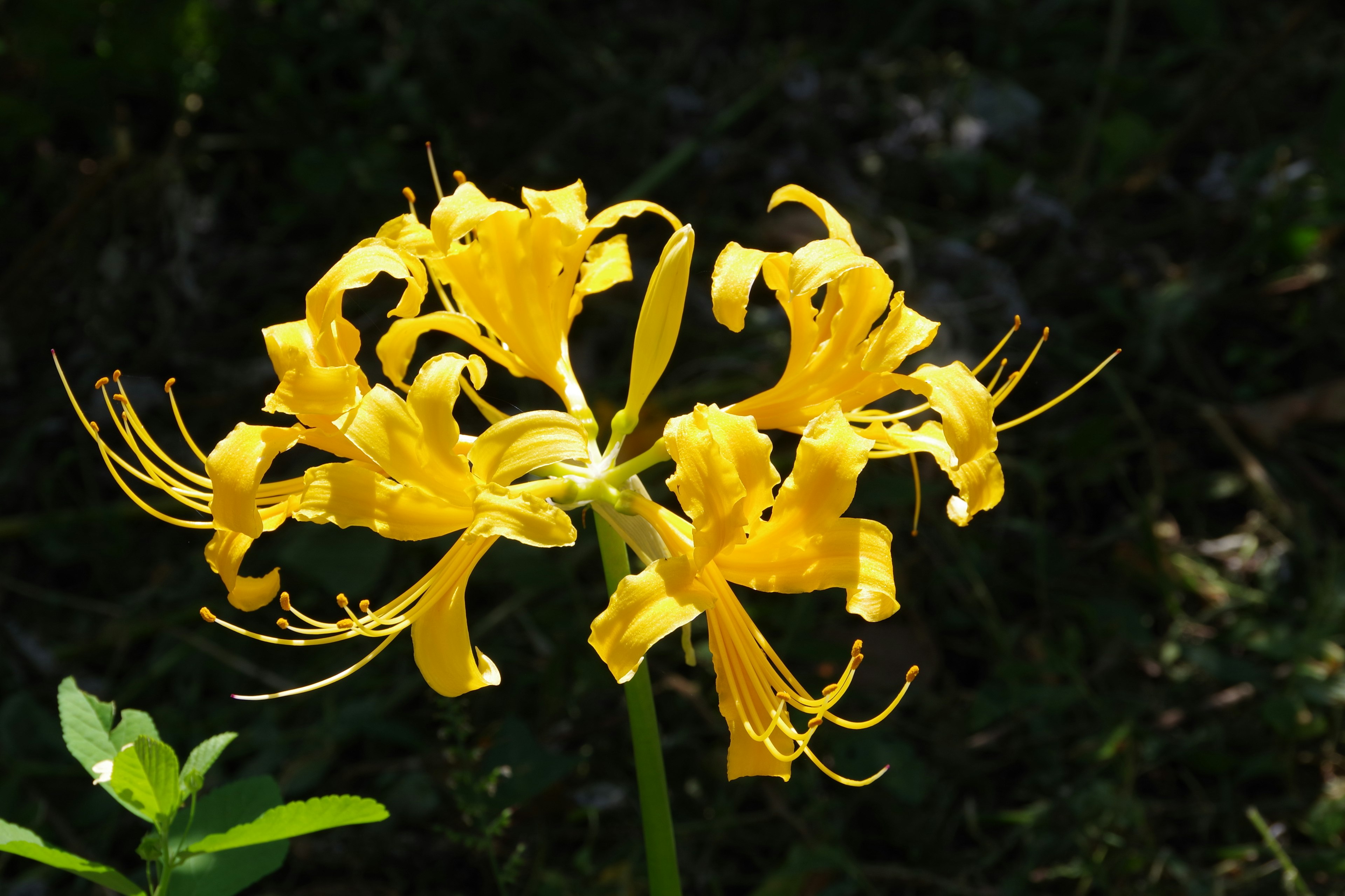 Group of vibrant yellow flowers with intricate petals