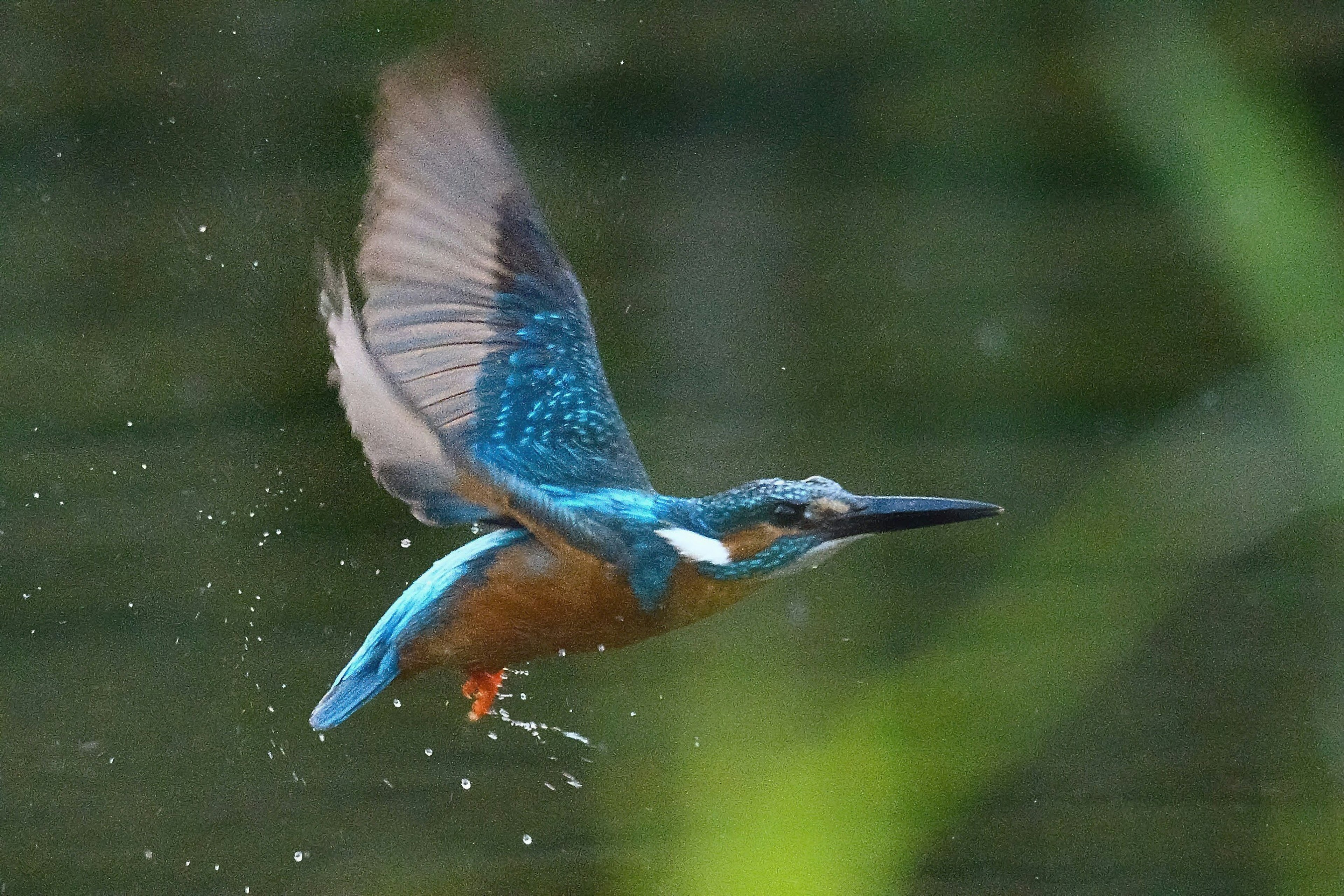 Un martinete en vuelo mostrando plumas azules vibrantes y un vientre naranja