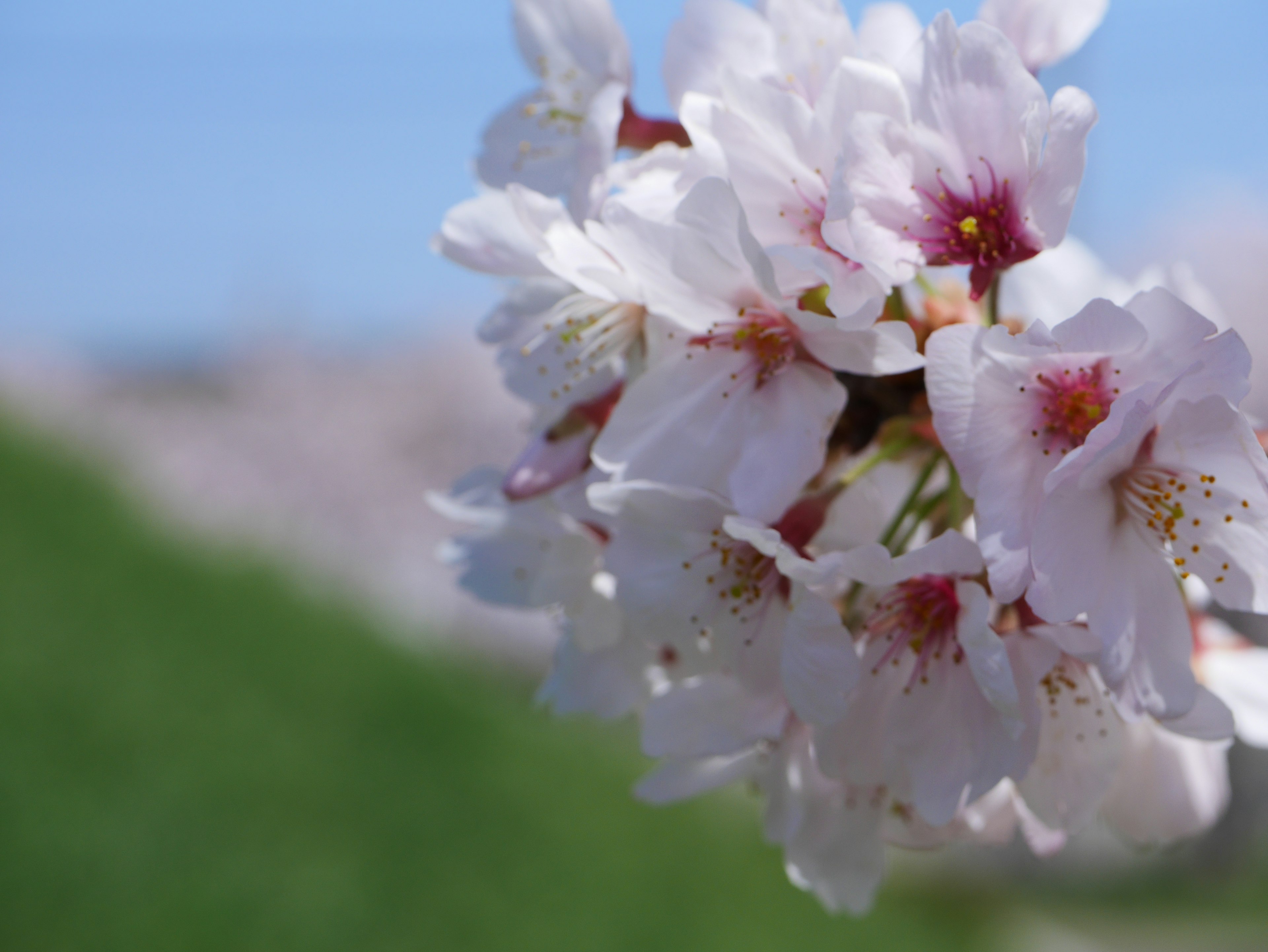 Close-up of cherry blossoms with pink petals against a blue sky and green background