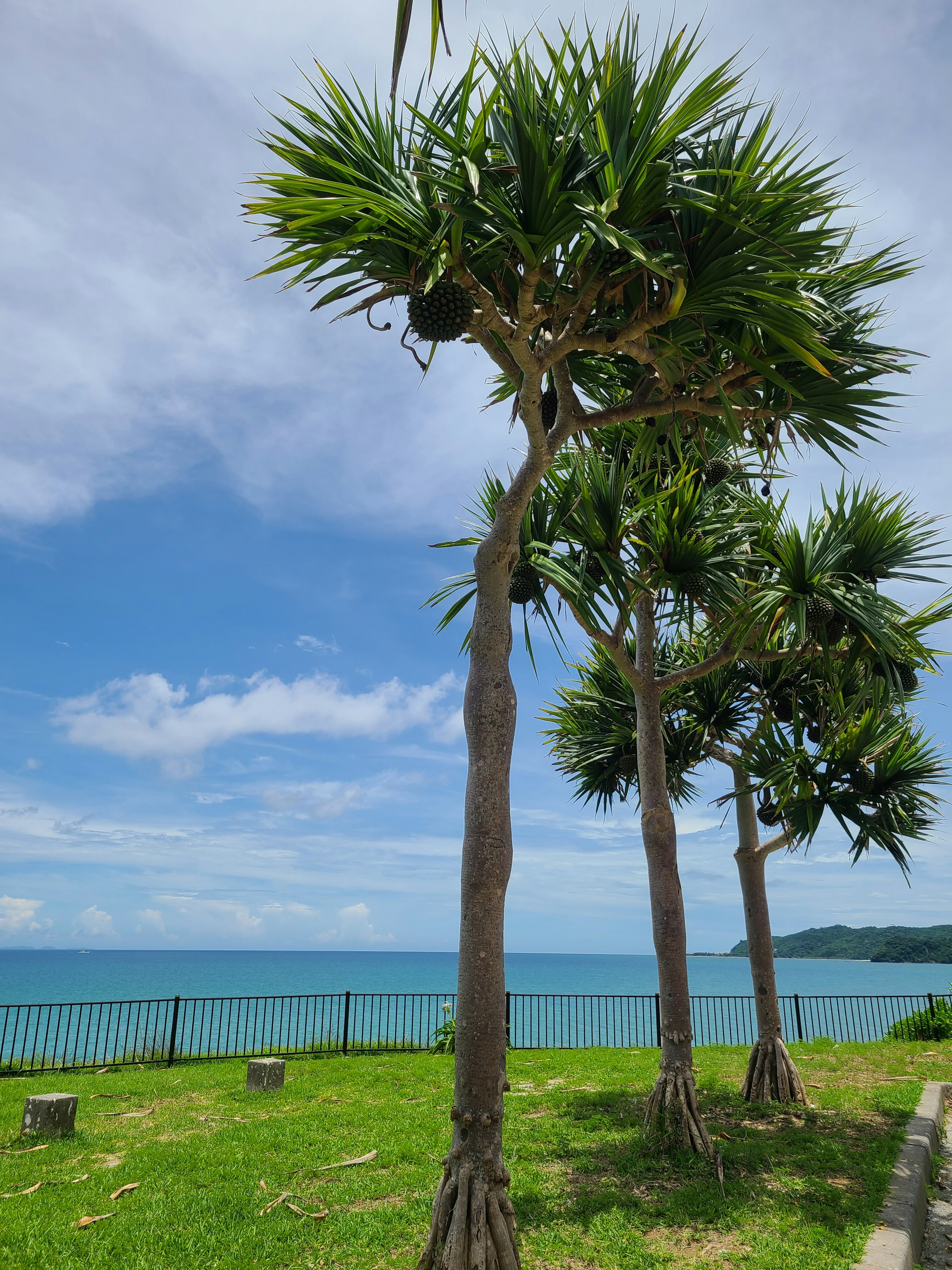 青い海と空の下に立つヤシの木の列