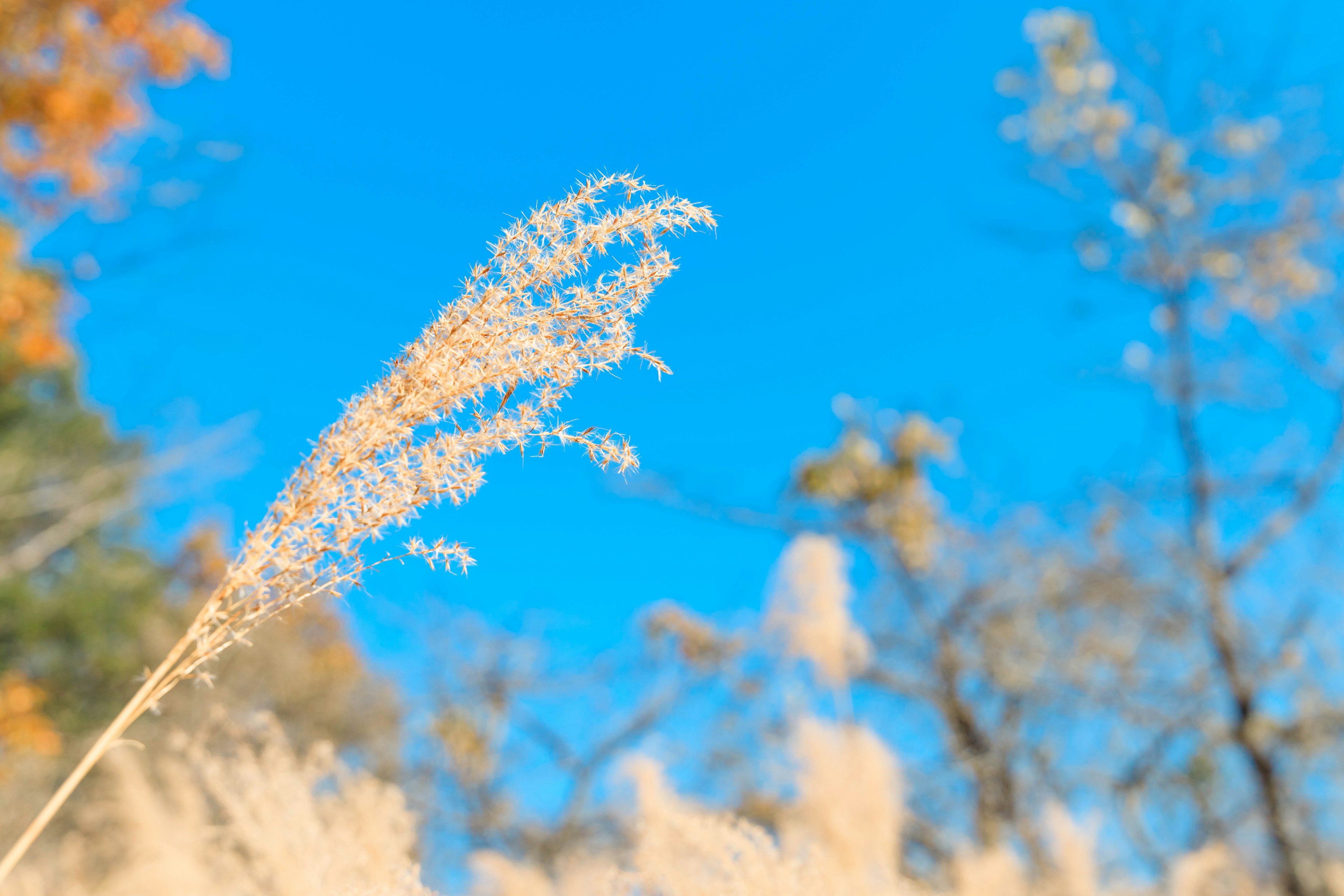 Herbe dorée ondulant sous un ciel bleu clair