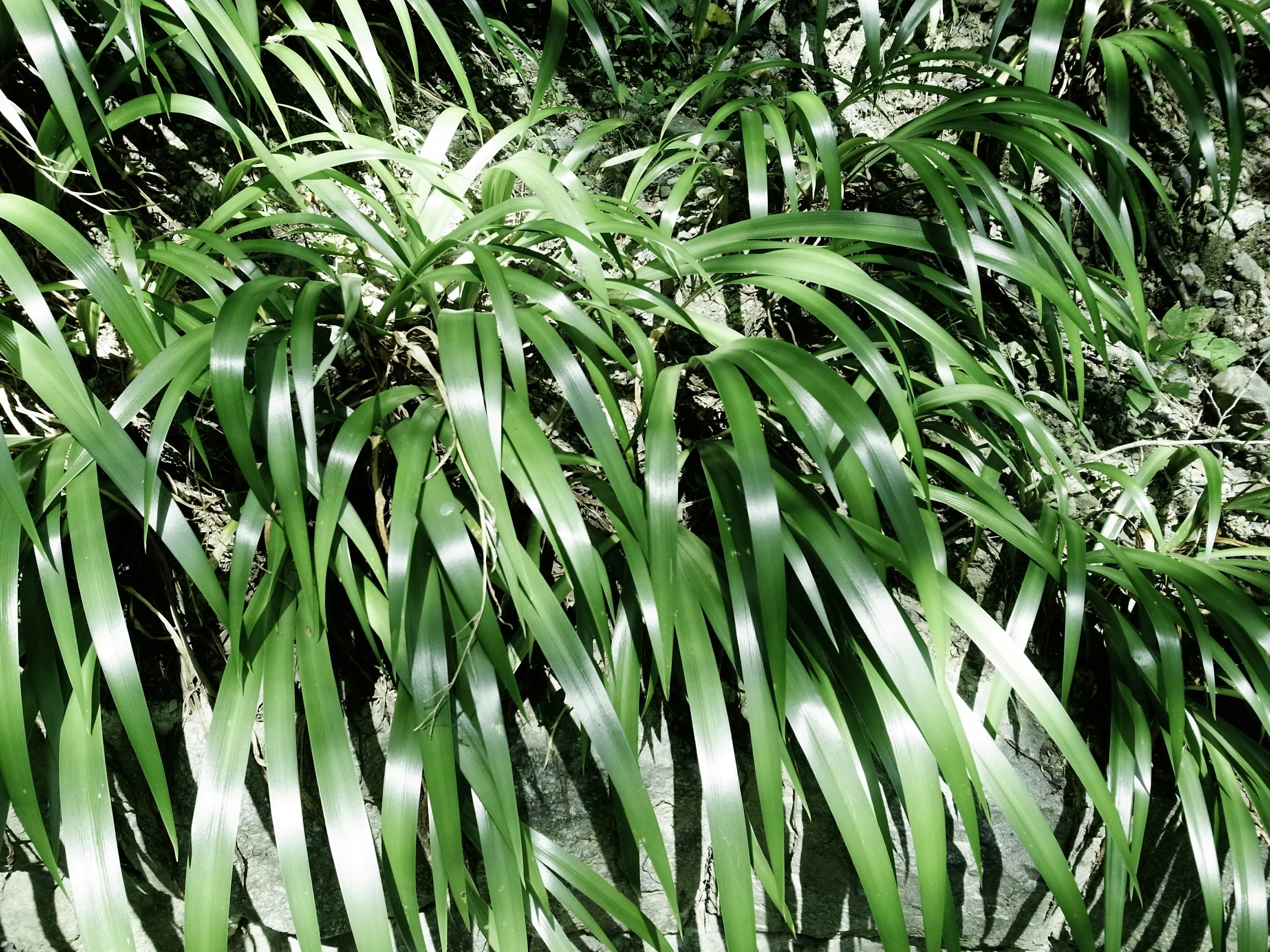 植物密集绿色叶子的特写