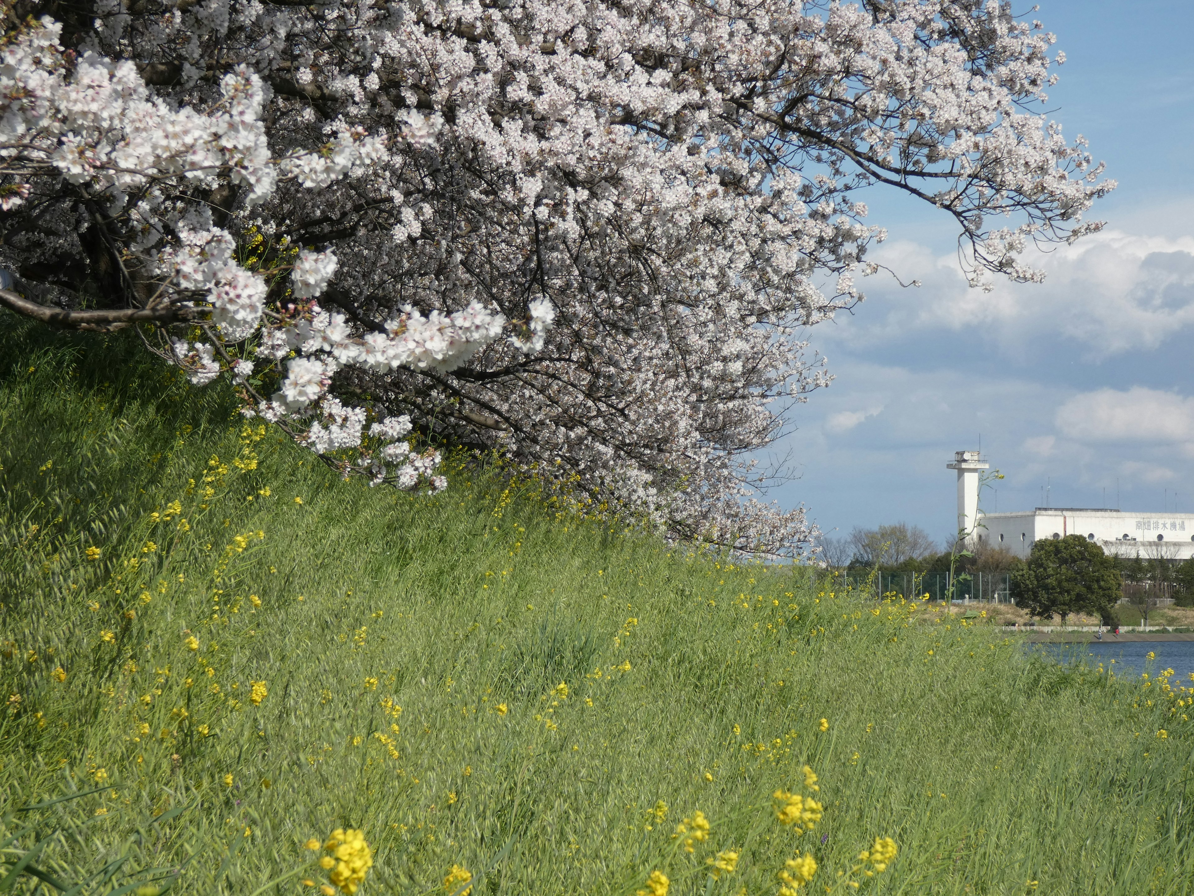 Paesaggio con alberi di ciliegio in fiore e fiori gialli nell'erba