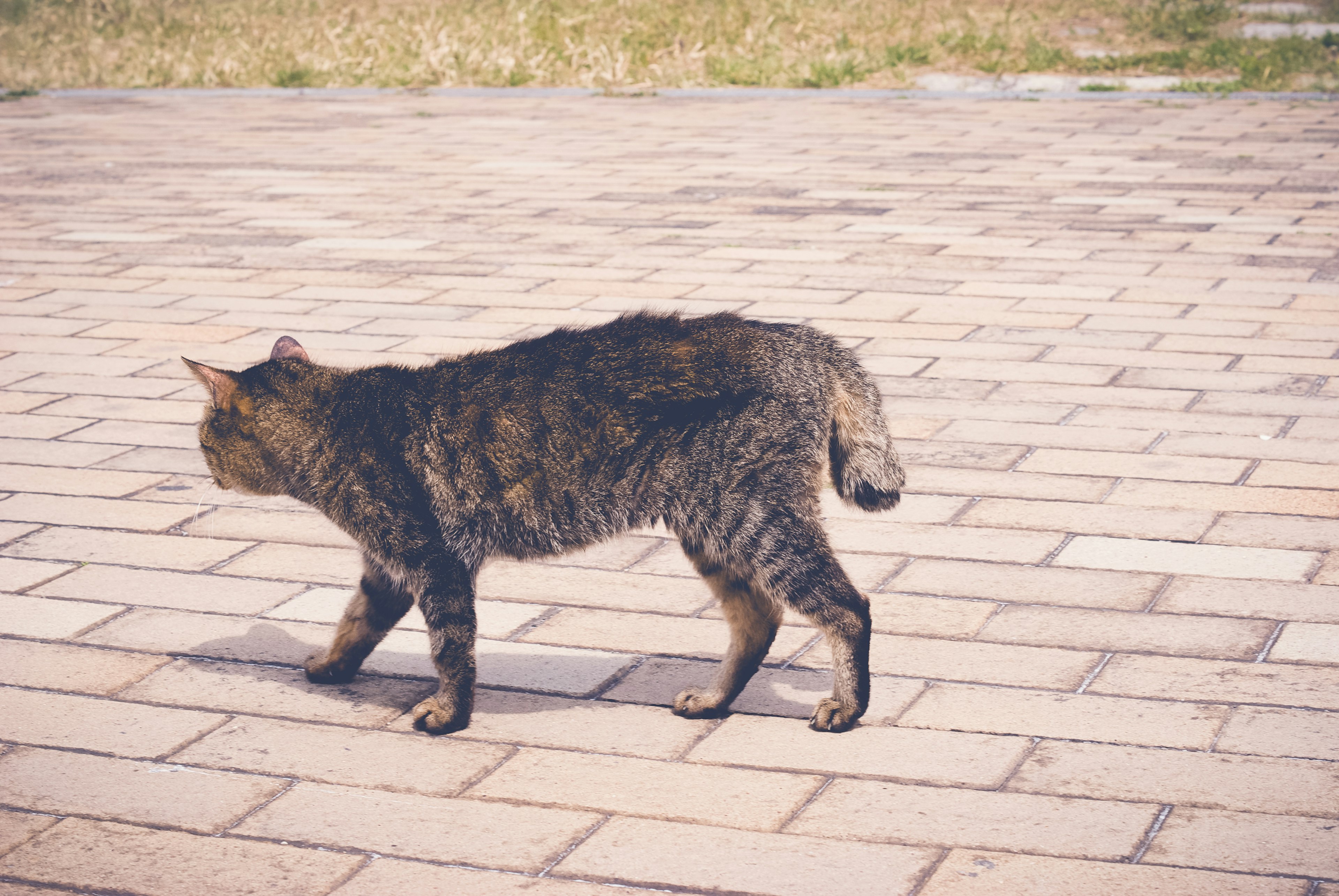 Un gatto che cammina su una superficie pavimentata