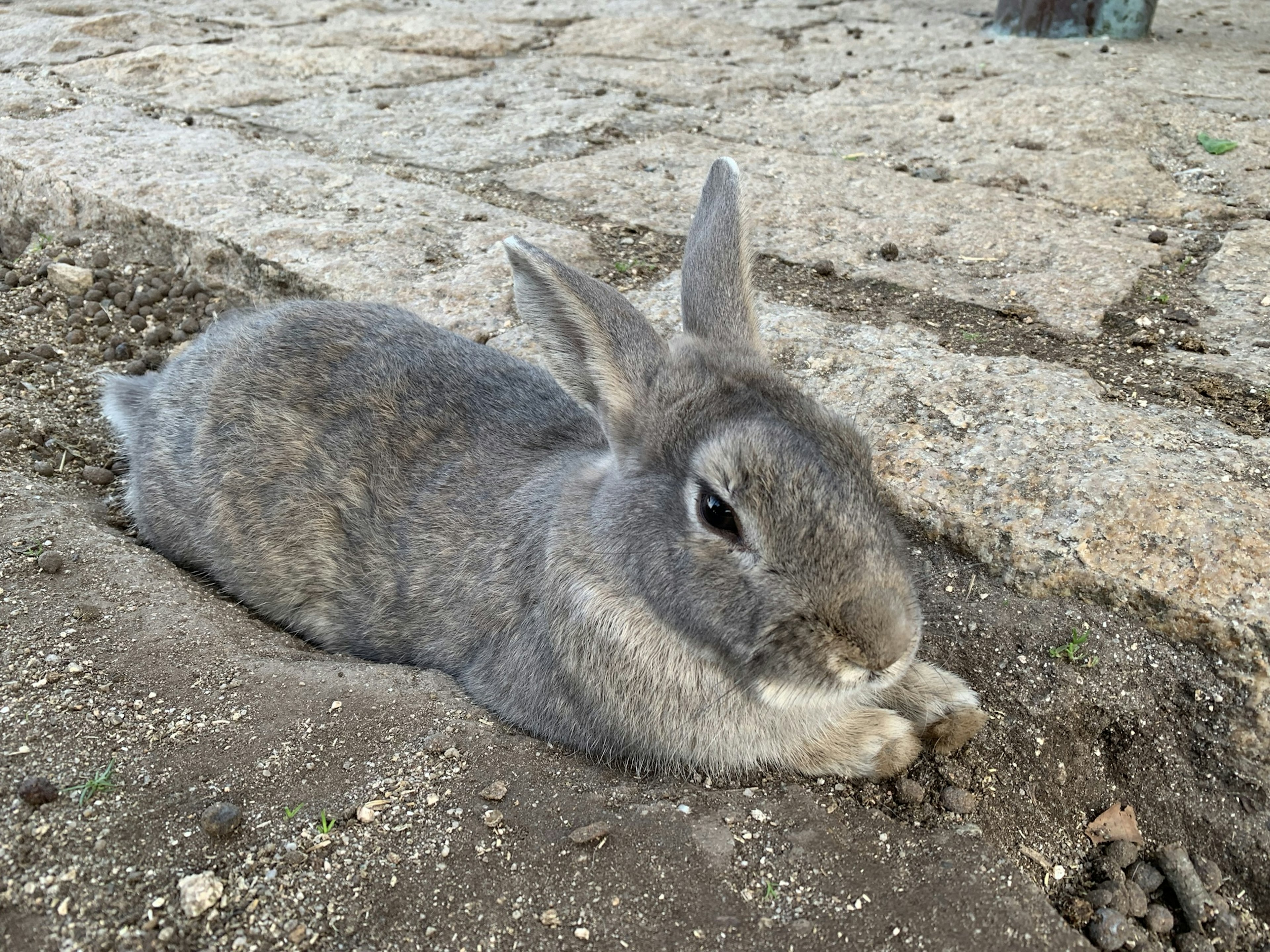 Lapin gris allongé sur le sol