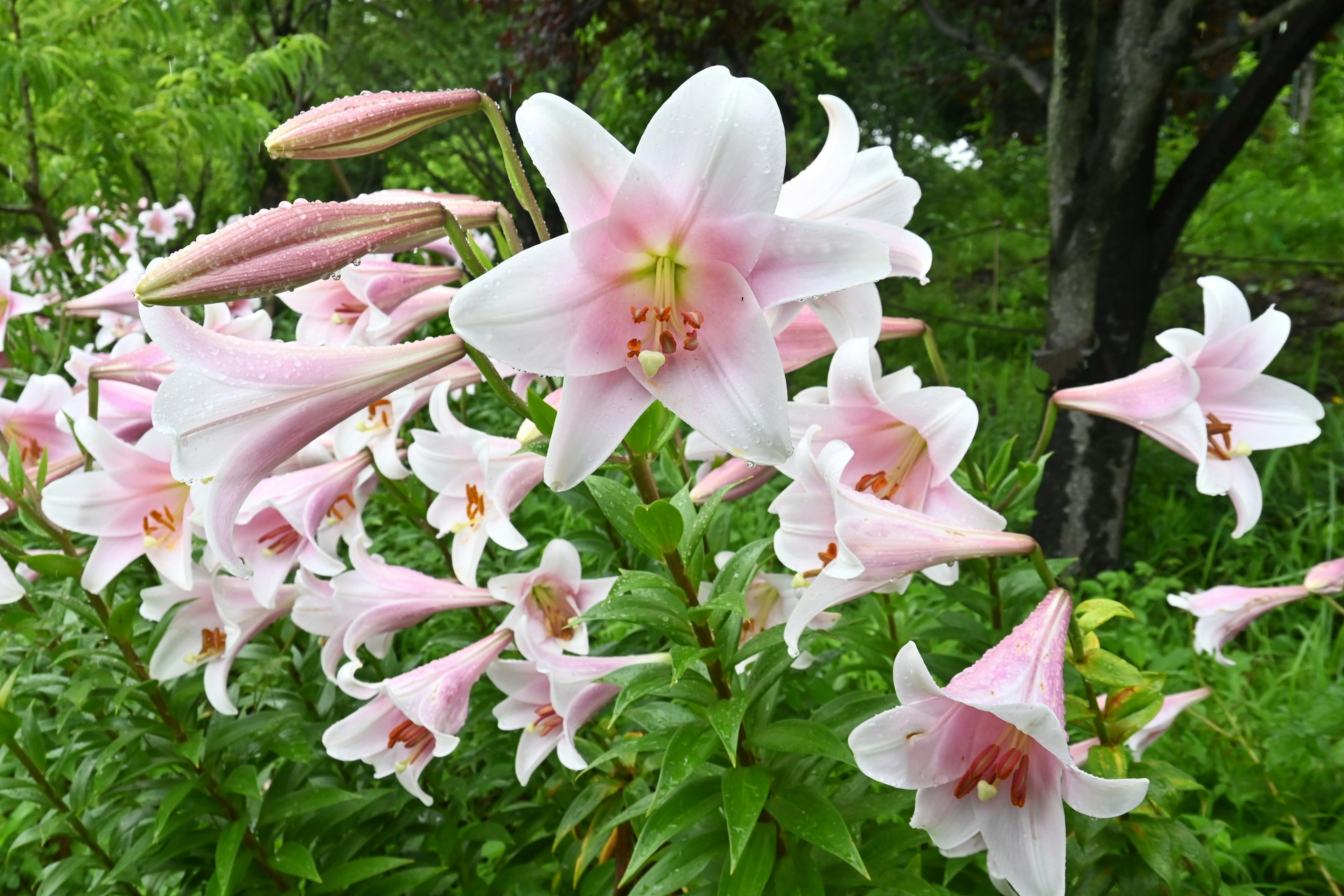 Pink lily flowers blooming in a green background