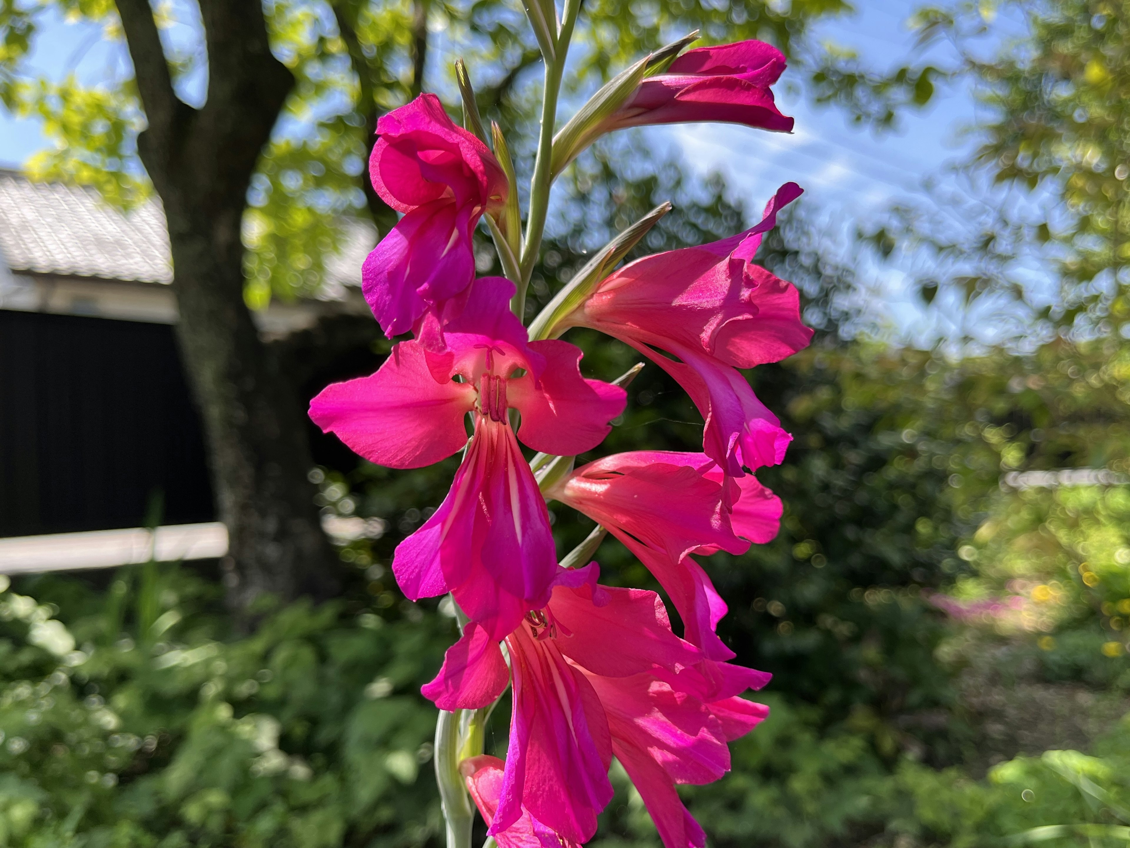 鮮やかなピンクの花が咲いている植物のクローズアップ