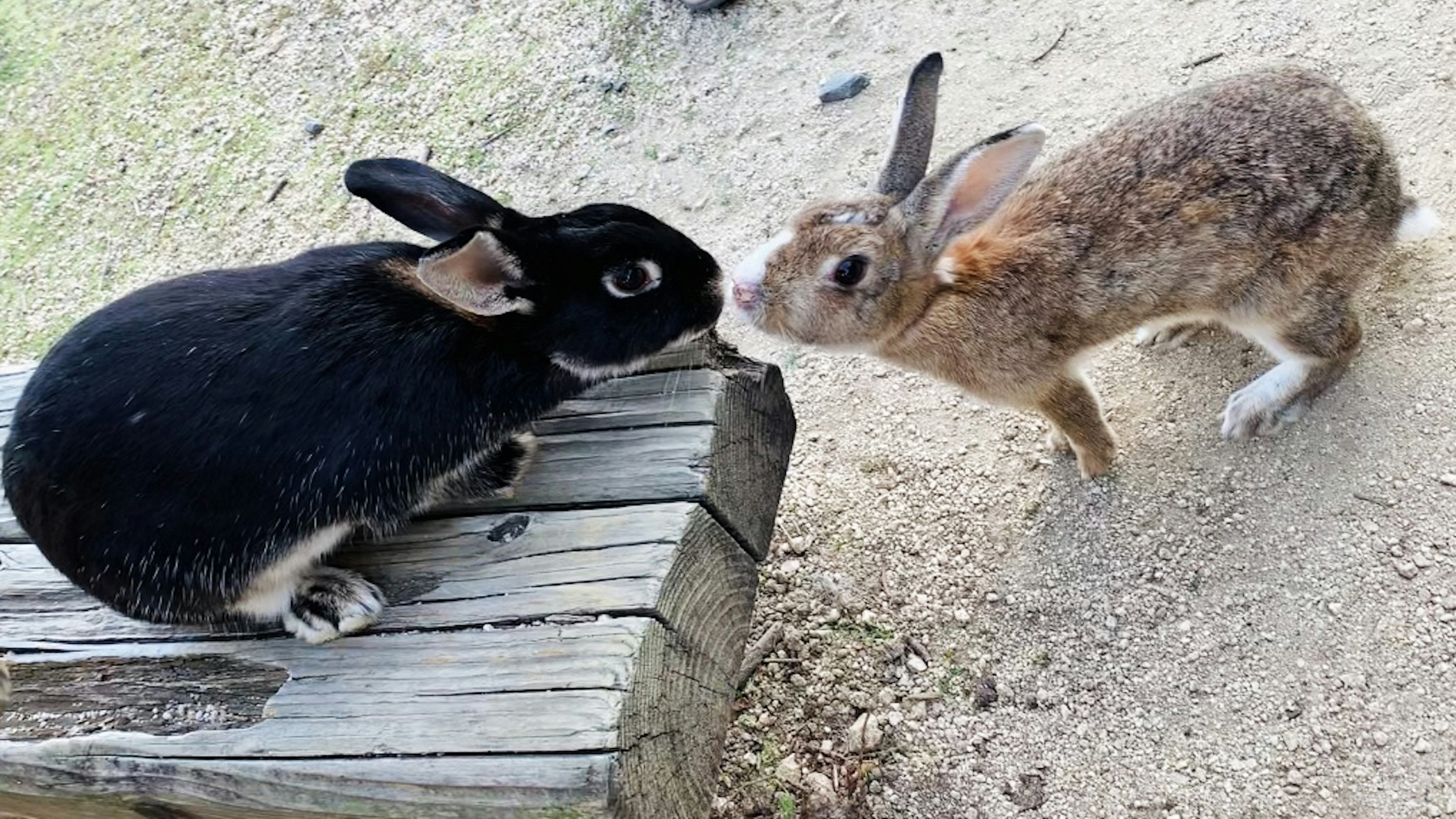 Schwarzes Kaninchen und braunes Kaninchen interagieren auf einer Holzoberfläche