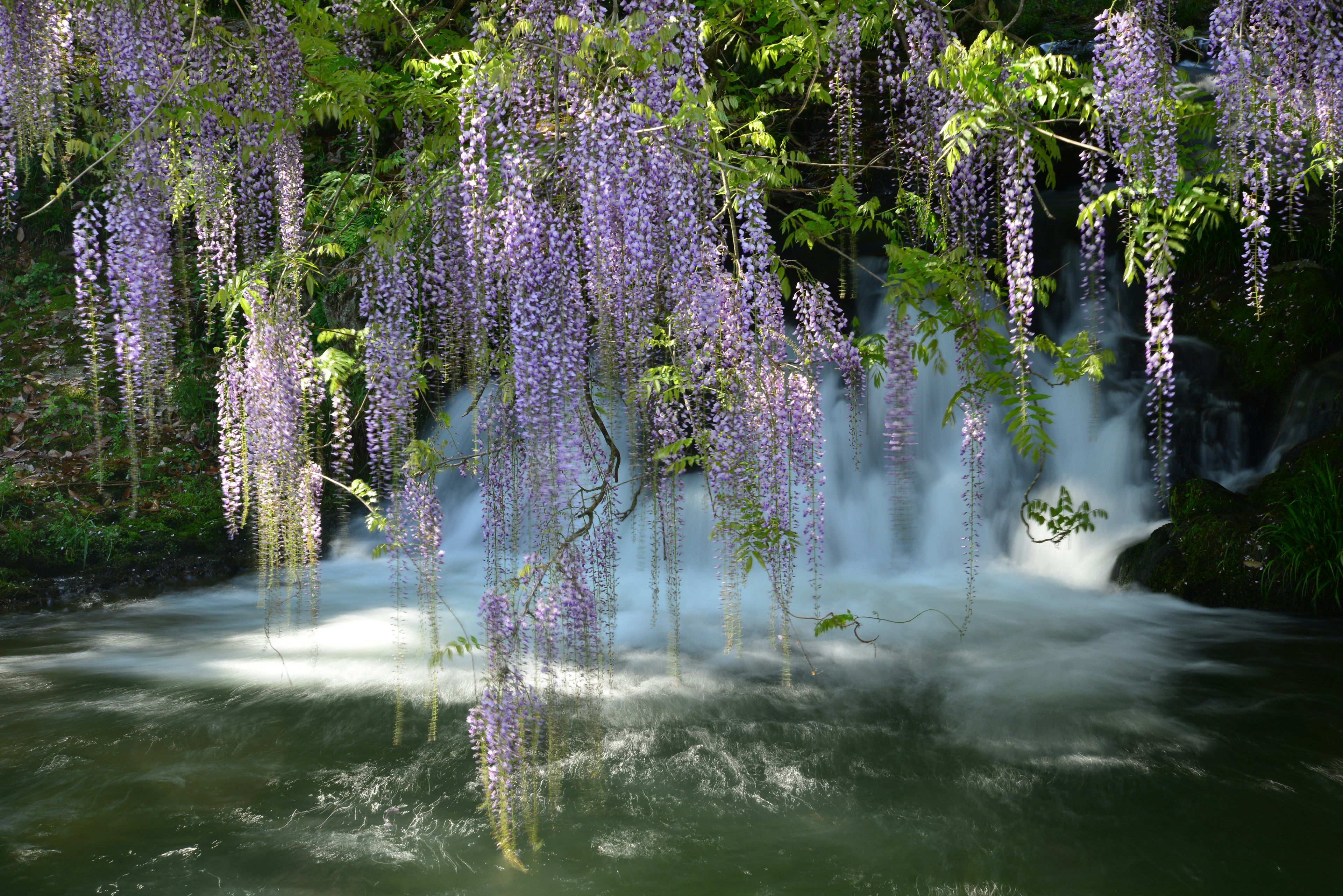 A beautiful scene with purple wisteria flowers hanging over a tranquil pond