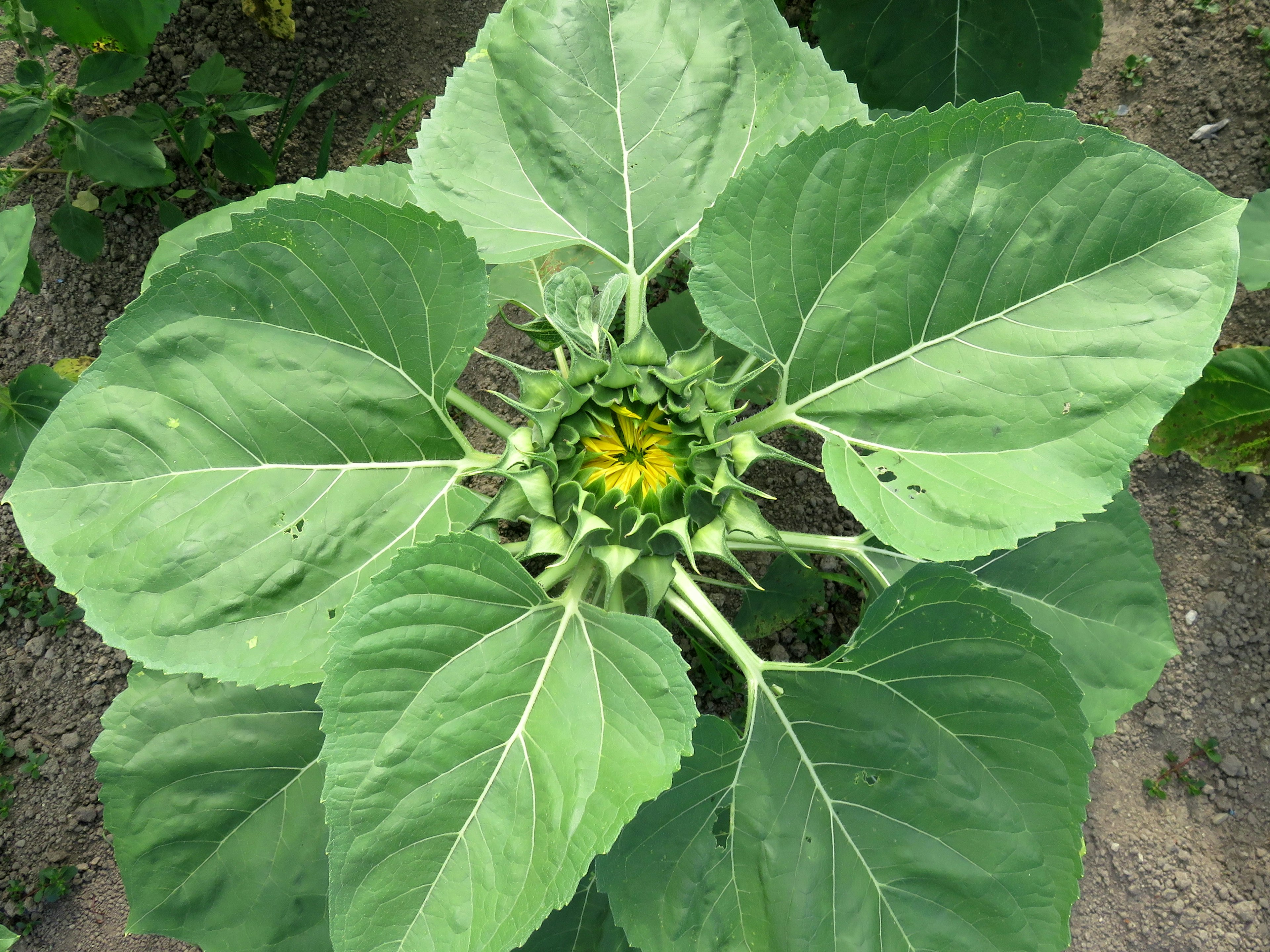 Brote de girasol con grandes hojas verdes