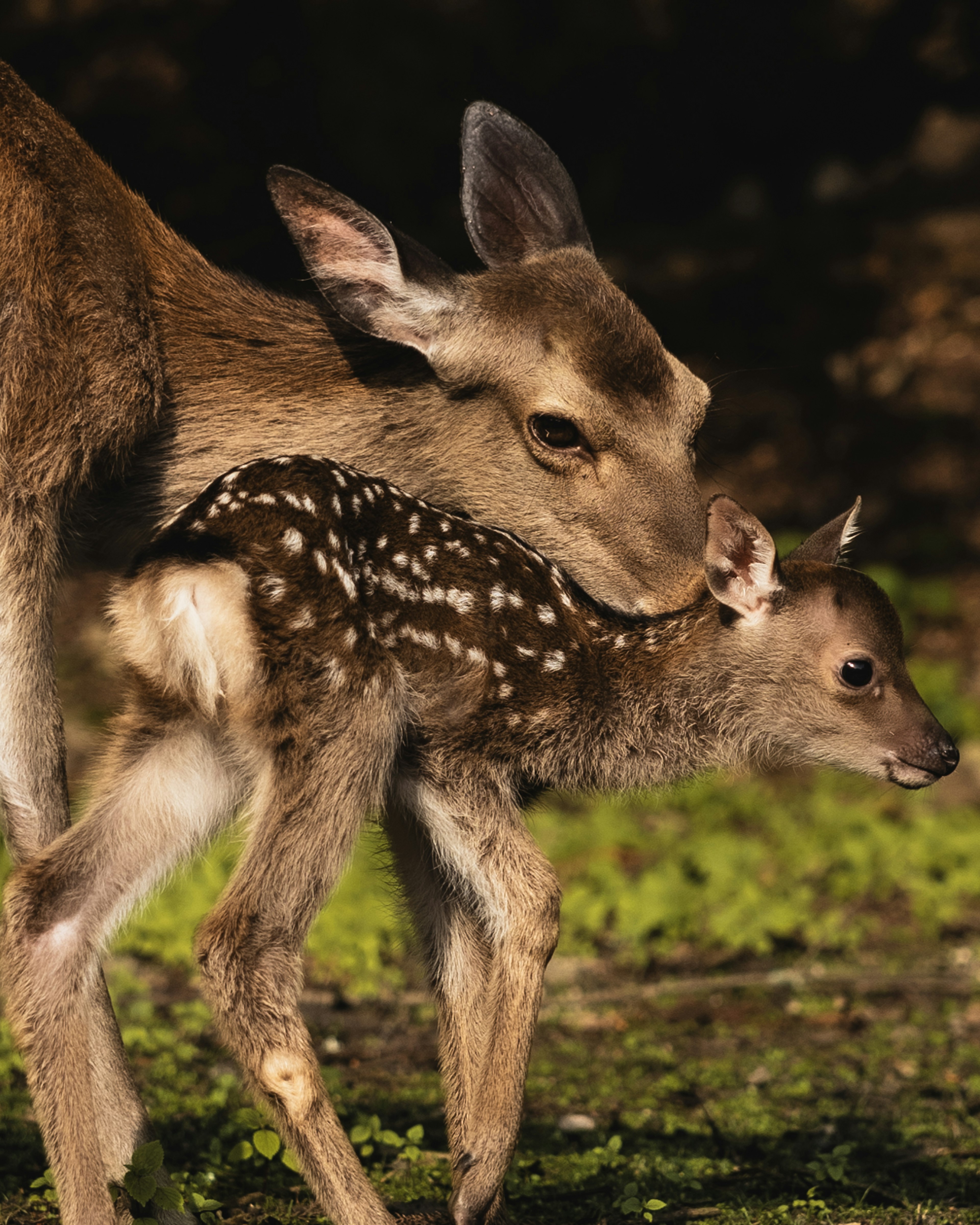 Une biche et un faon se frottent dans un cadre naturel