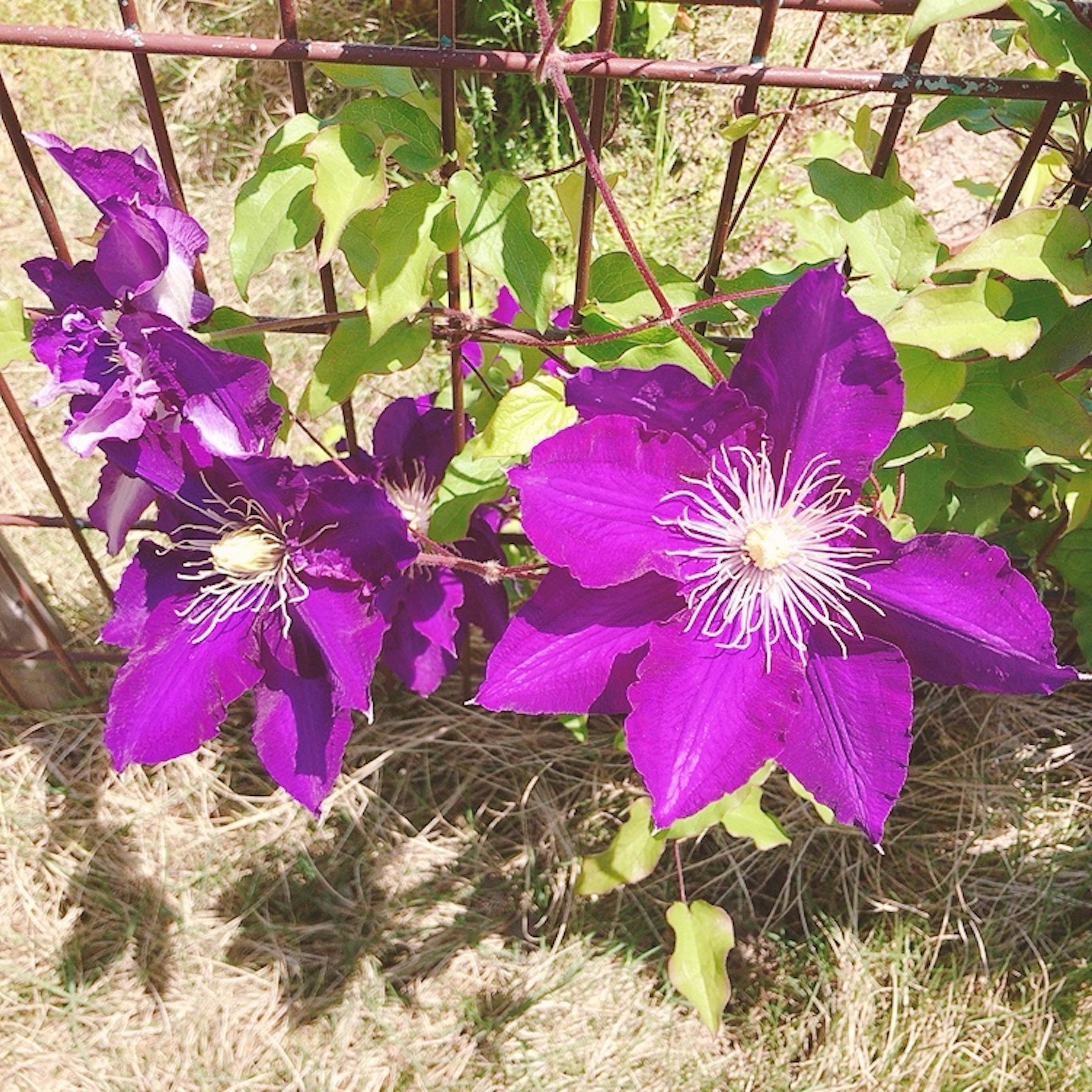 Flores de clemátide moradas floreciendo a lo largo de una cerca