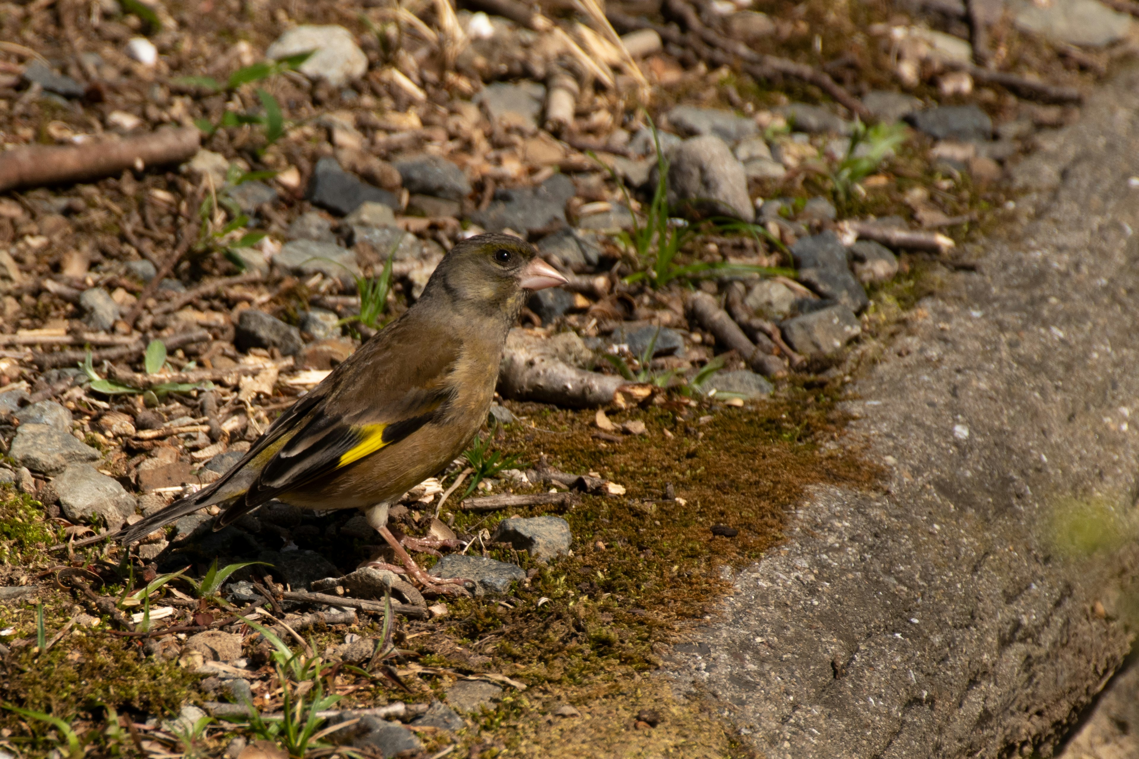 Un petit oiseau se tenant au sol près d'un bord d'eau