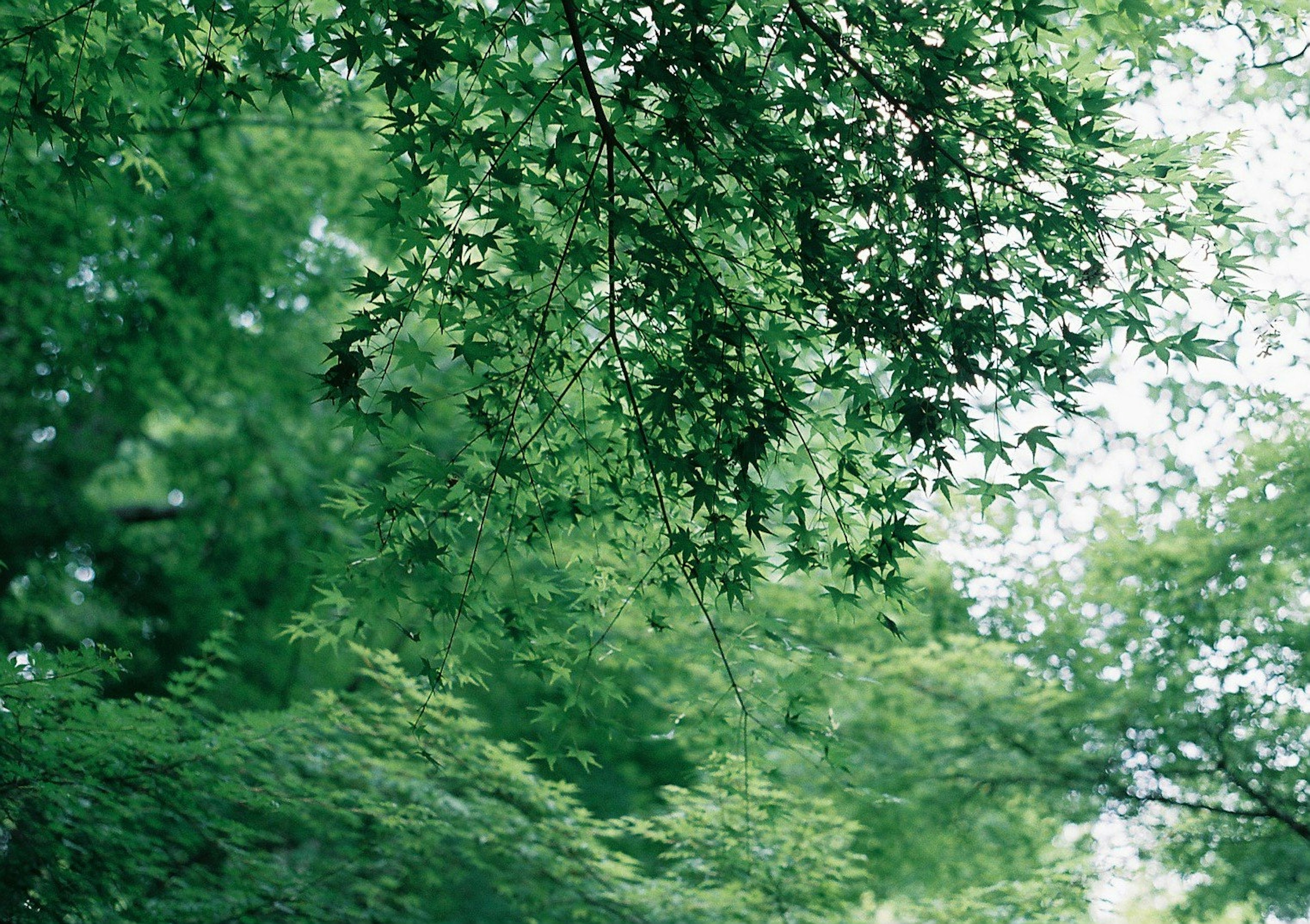 Close-up of tree branches with lush green leaves