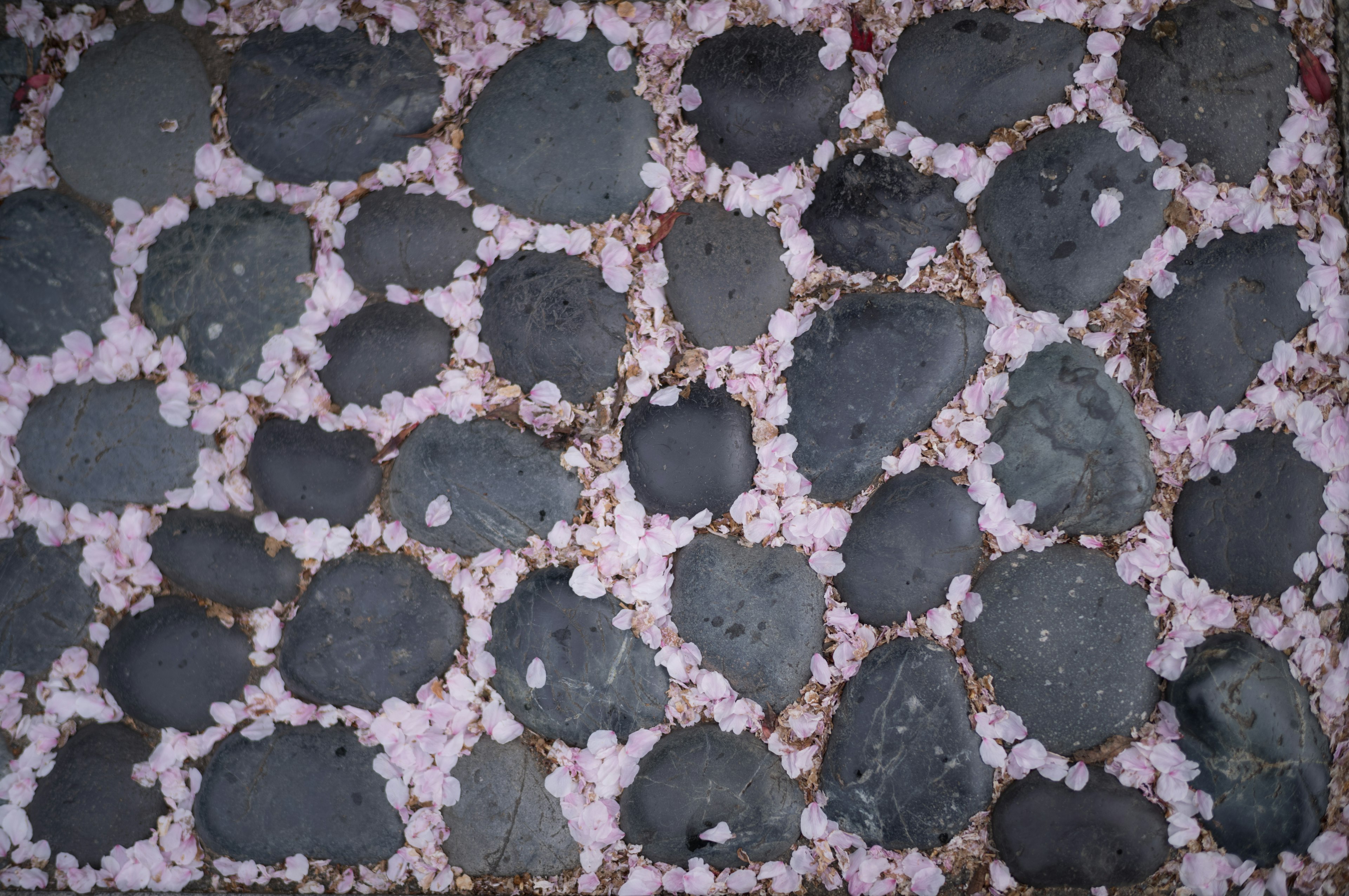 Beautiful ground pattern of colorful stones mixed with cherry blossom petals