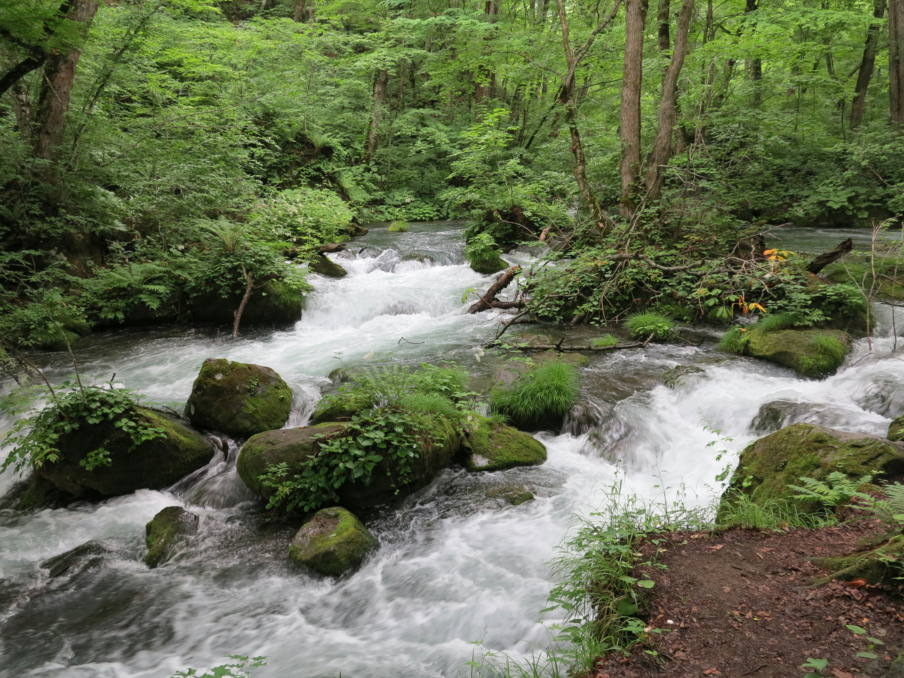 Schnell fließender Fluss in einem üppigen grünen Wald mit Steinen und Moos