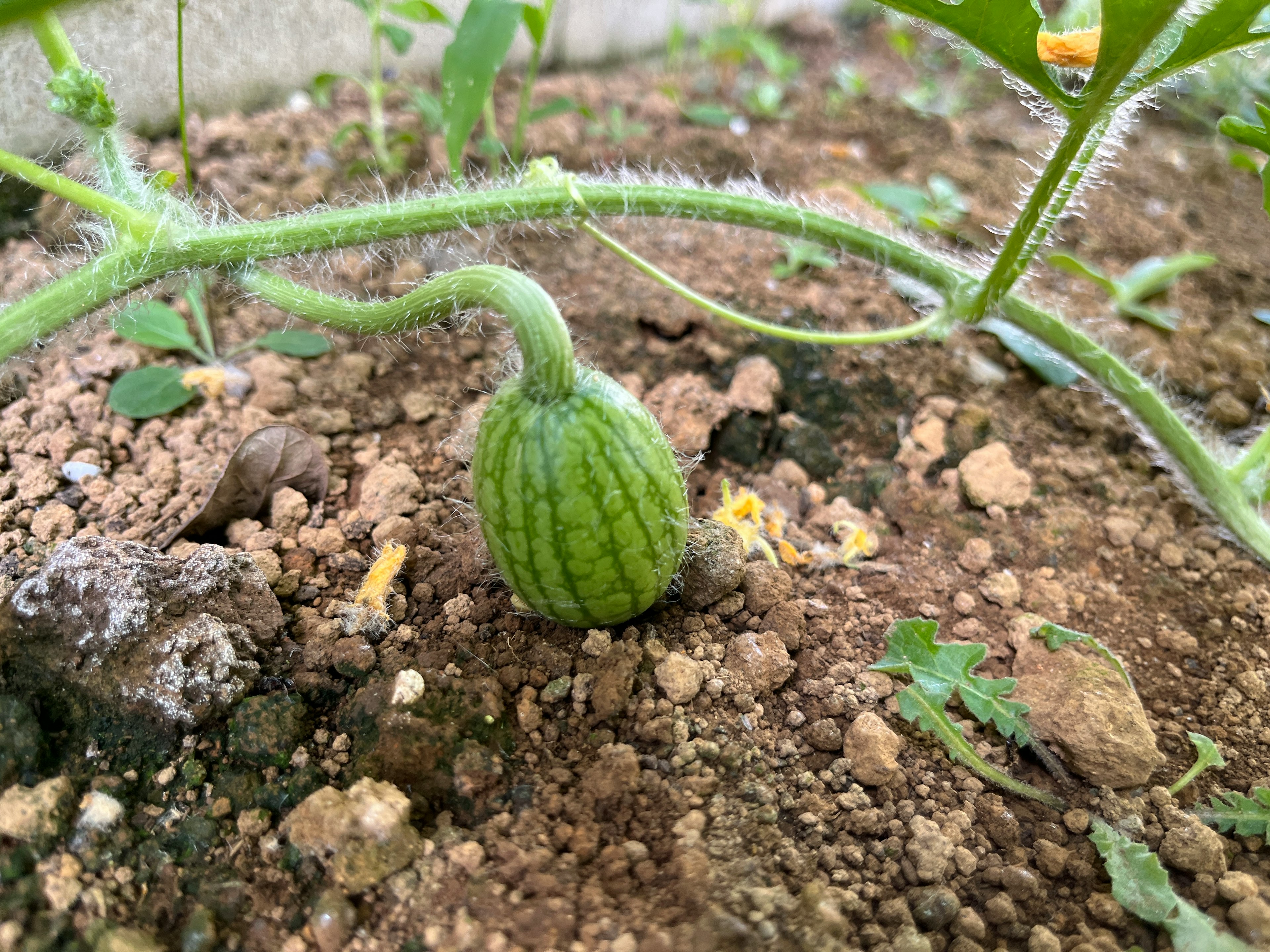 A small pumpkin fruit growing on the ground