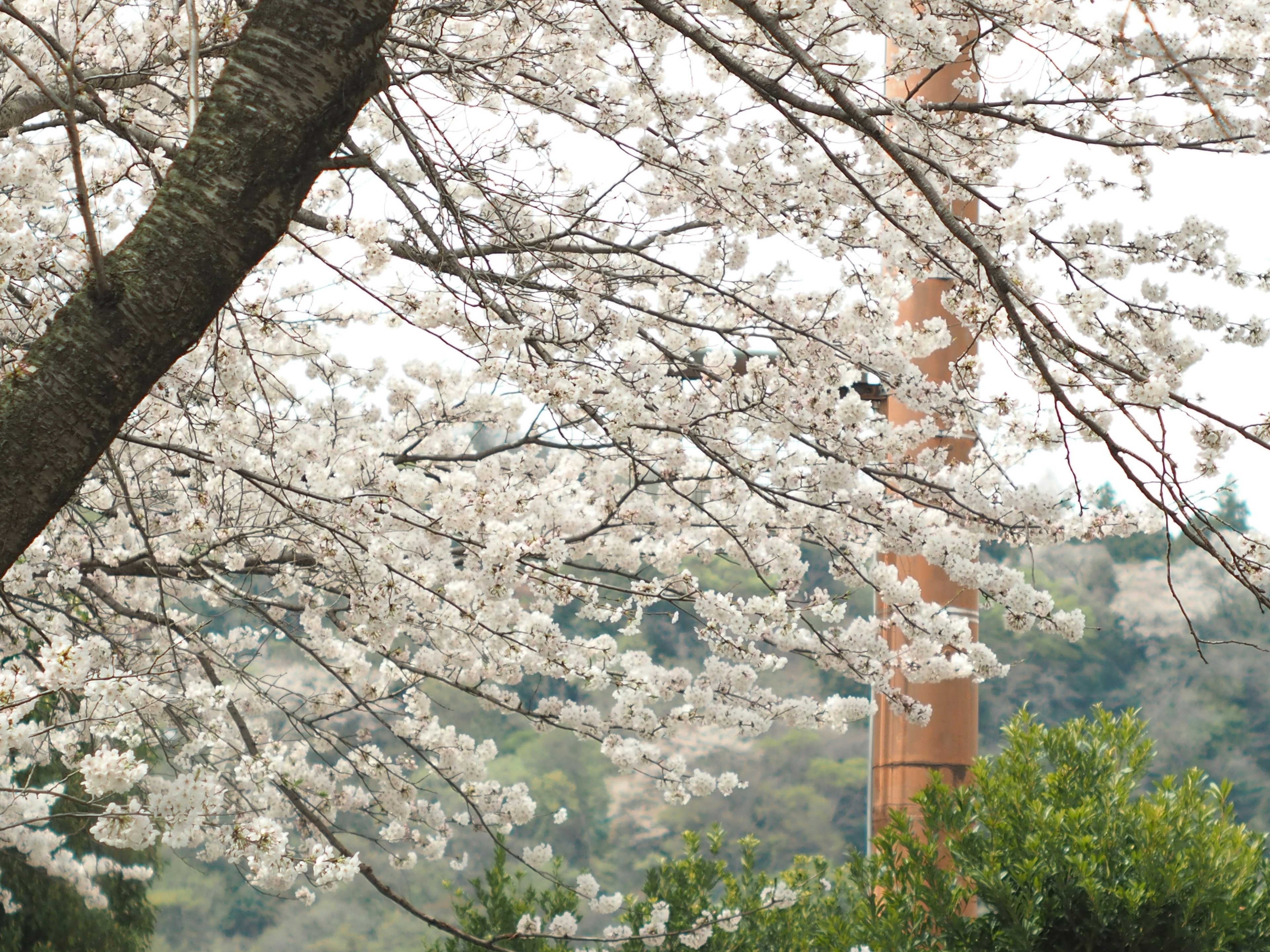 Kirschbaum mit weißen Blüten und einem Turm im Hintergrund