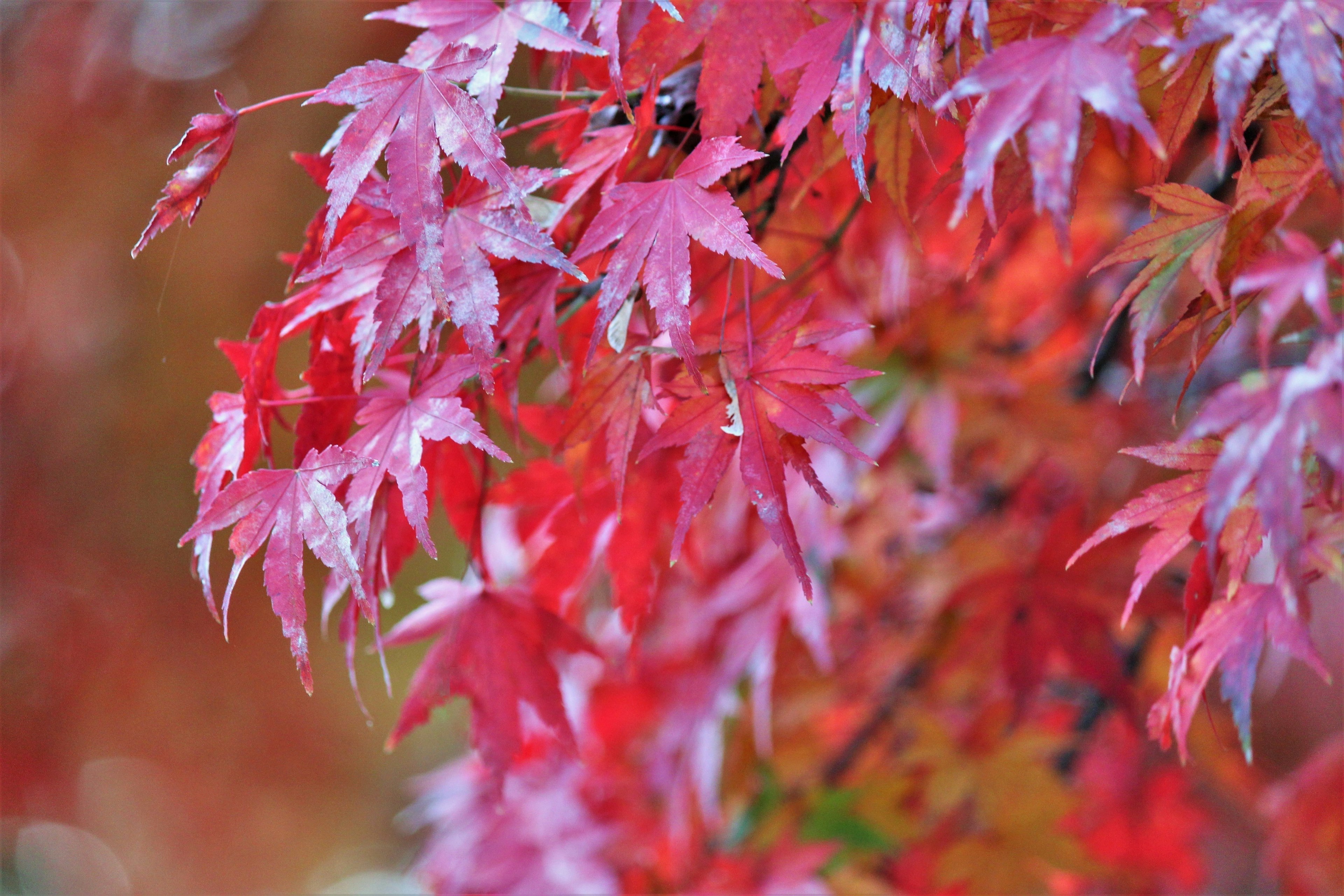 Close-up of vibrant red maple leaves