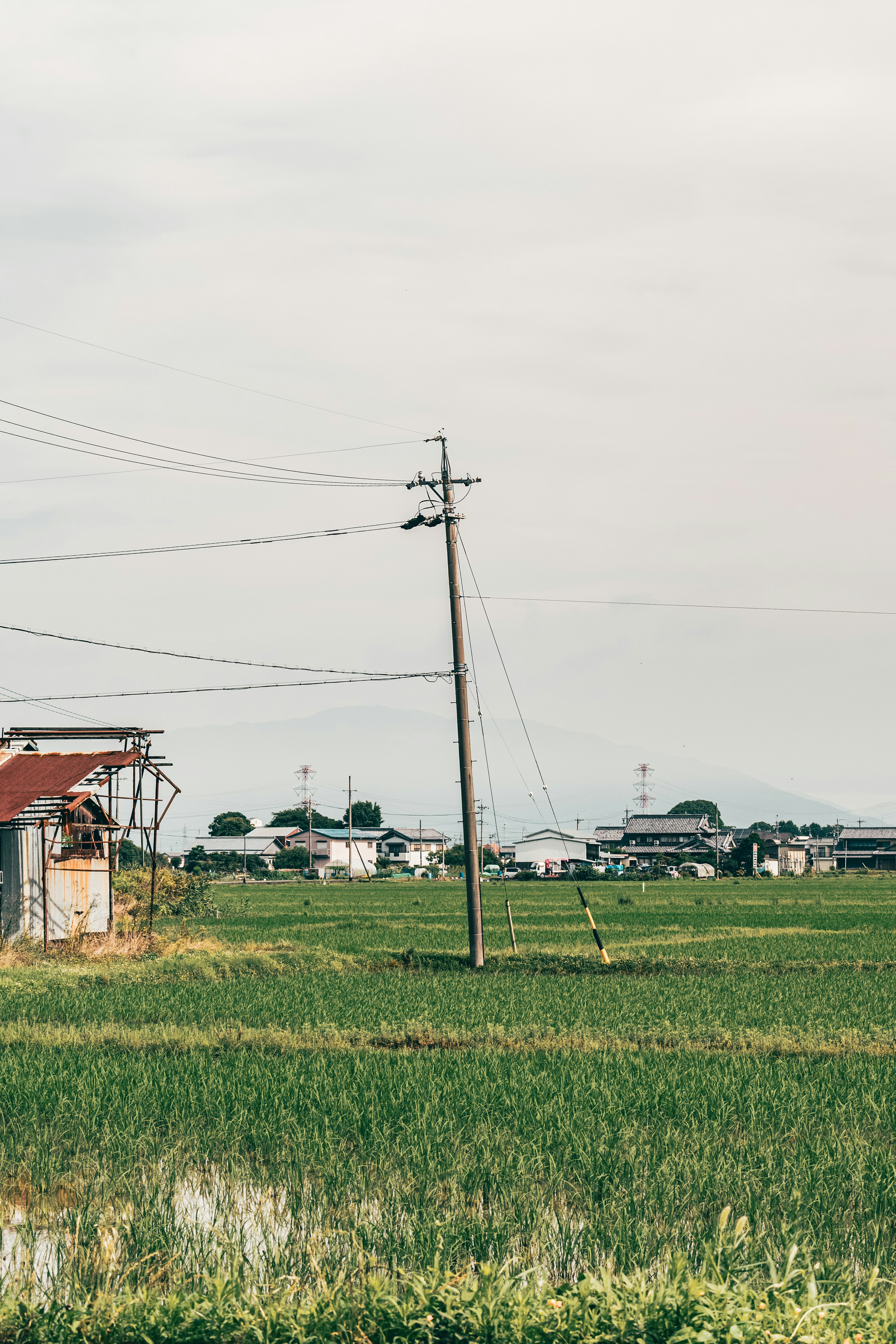 A utility pole standing in a rice field with nearby houses in the background