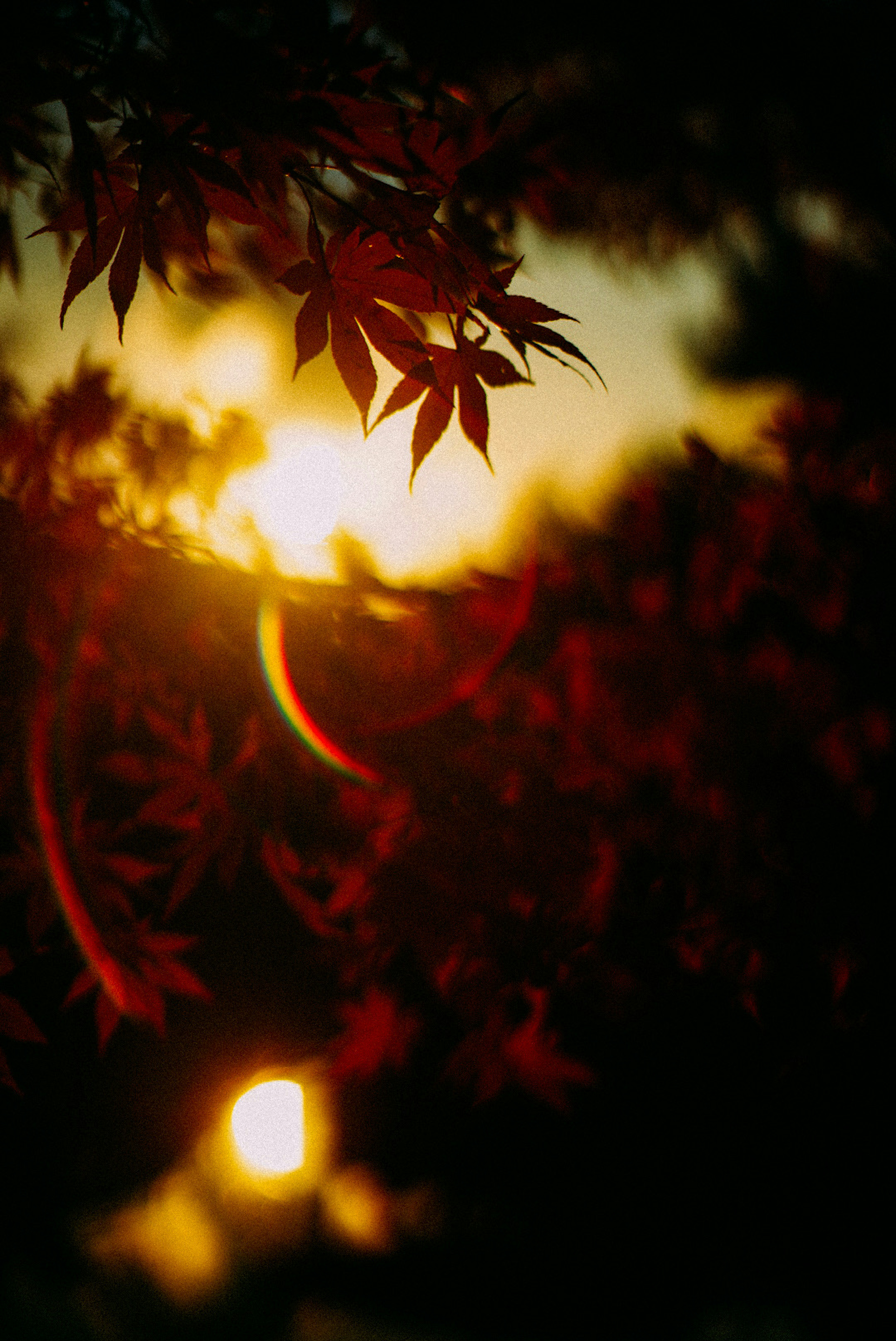 夕日を背景にした紅葉の葉のシルエット