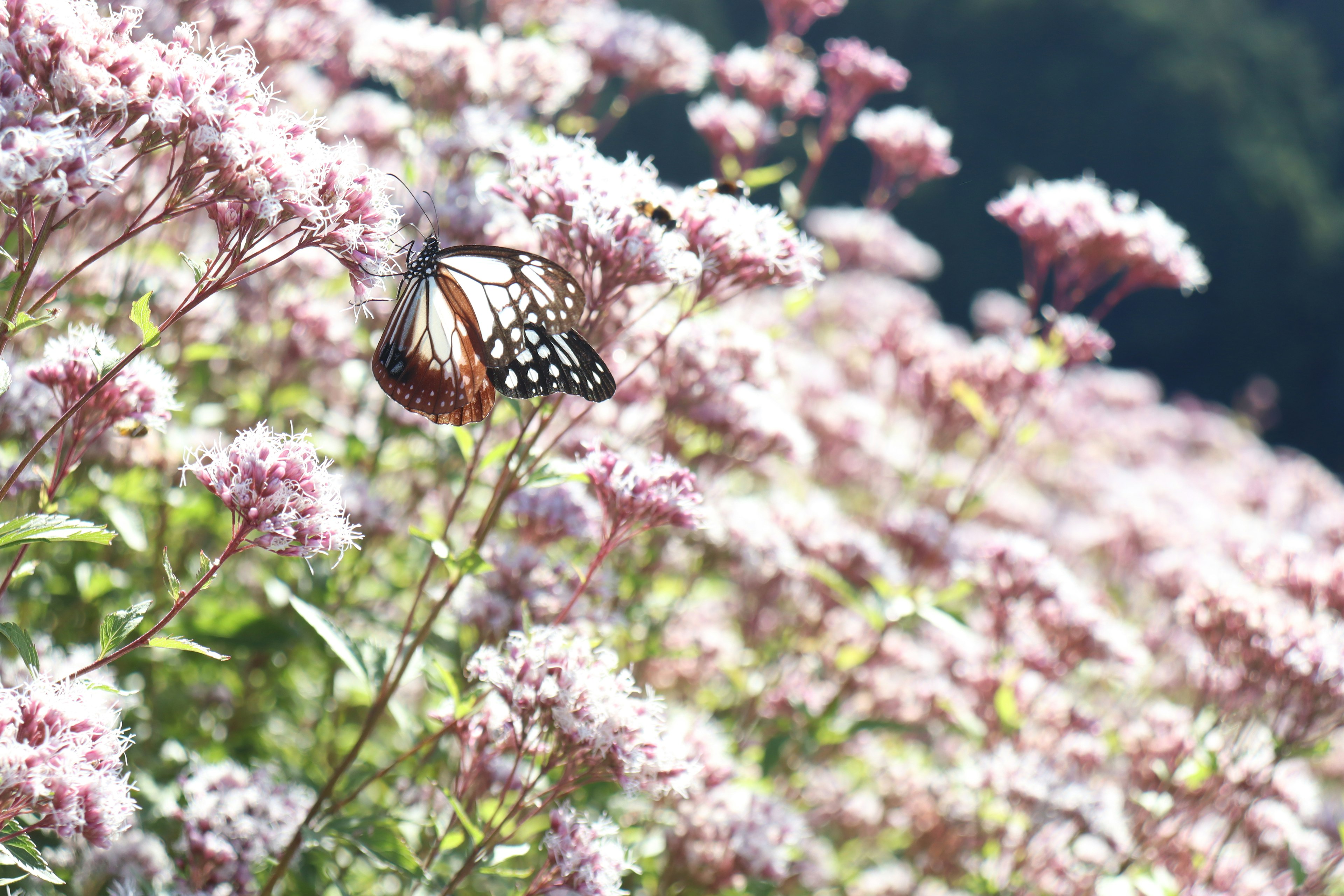 Ein Schmetterling schwebt über ein Feld von rosa Blumen im Sonnenlicht