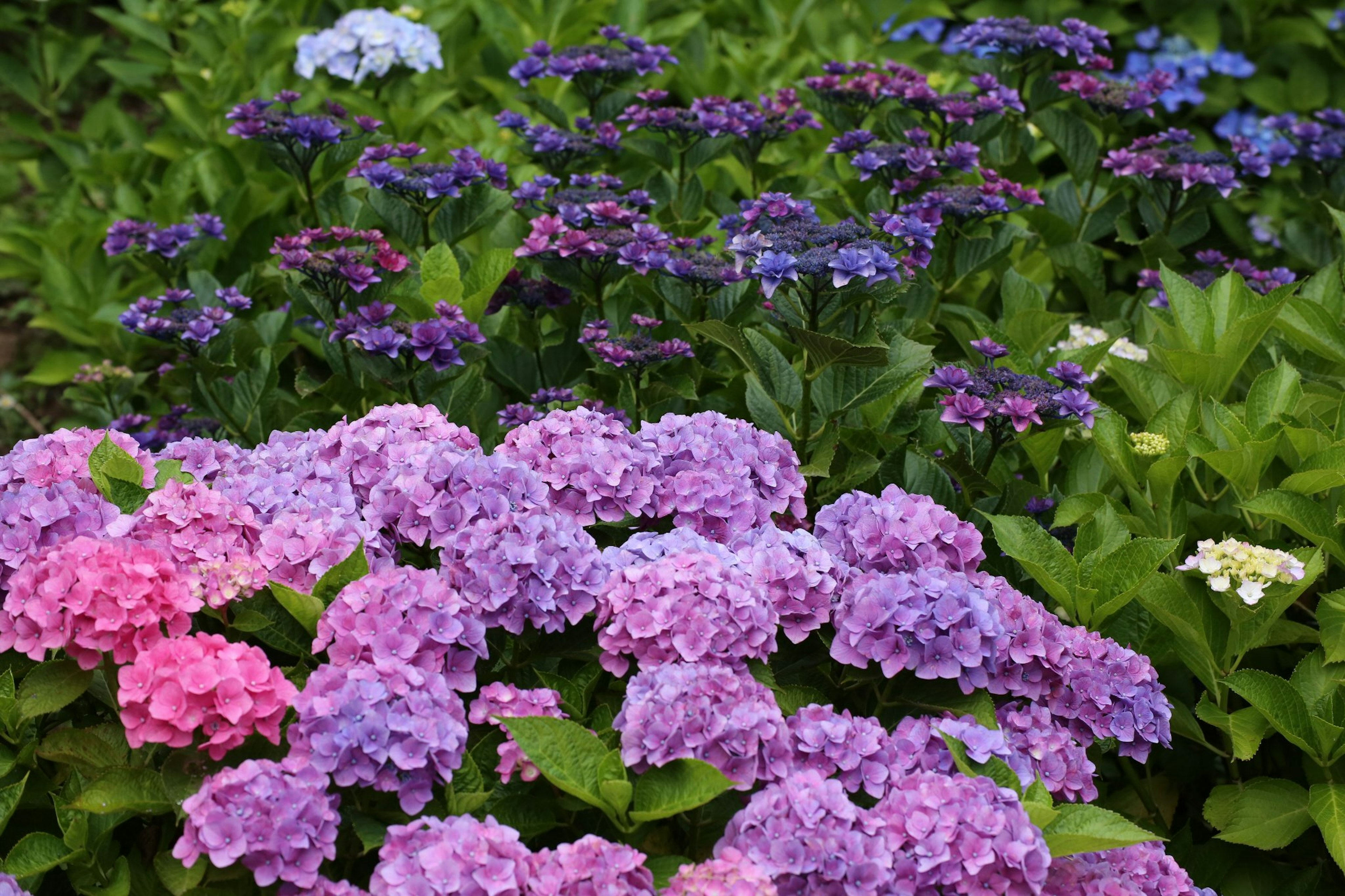 Fiori di ortensia colorati che fioriscono in un giardino